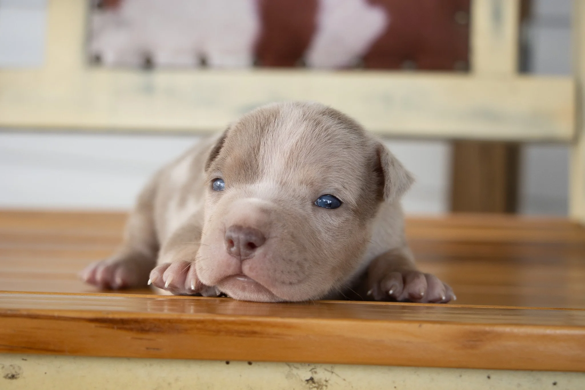 A tiny, light brown puppy with closed eyes lying flat on a wooden surface.