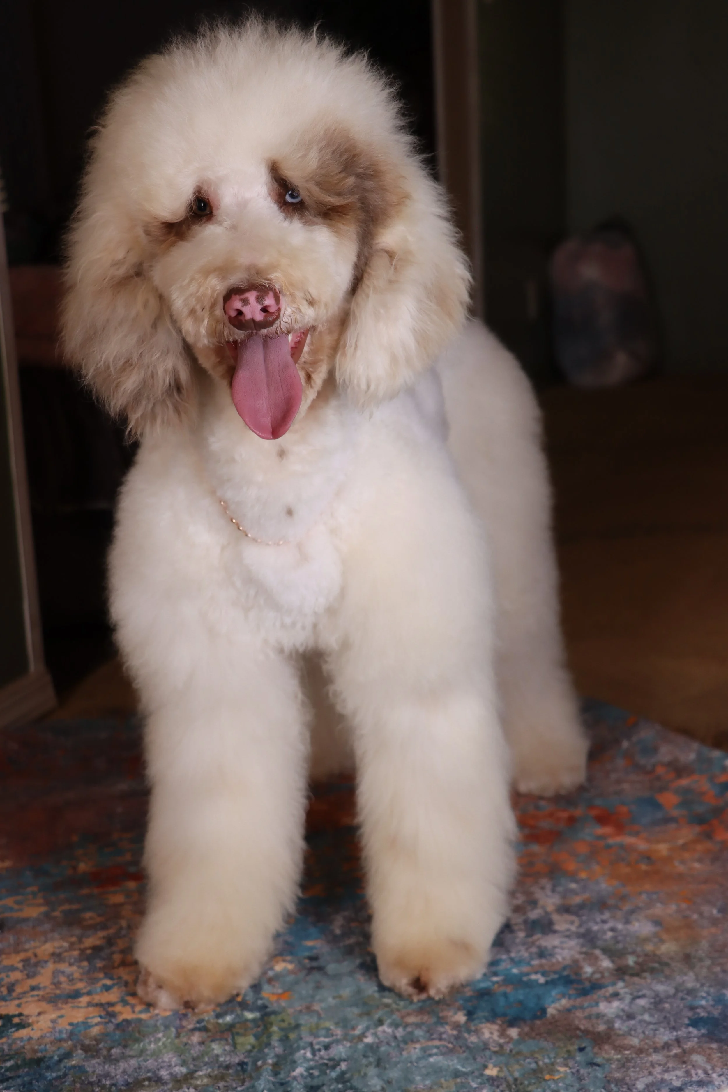 A fluffy white dog with floppy ears and blue eyes, sitting on a multicolored rug, panting with its tongue out.