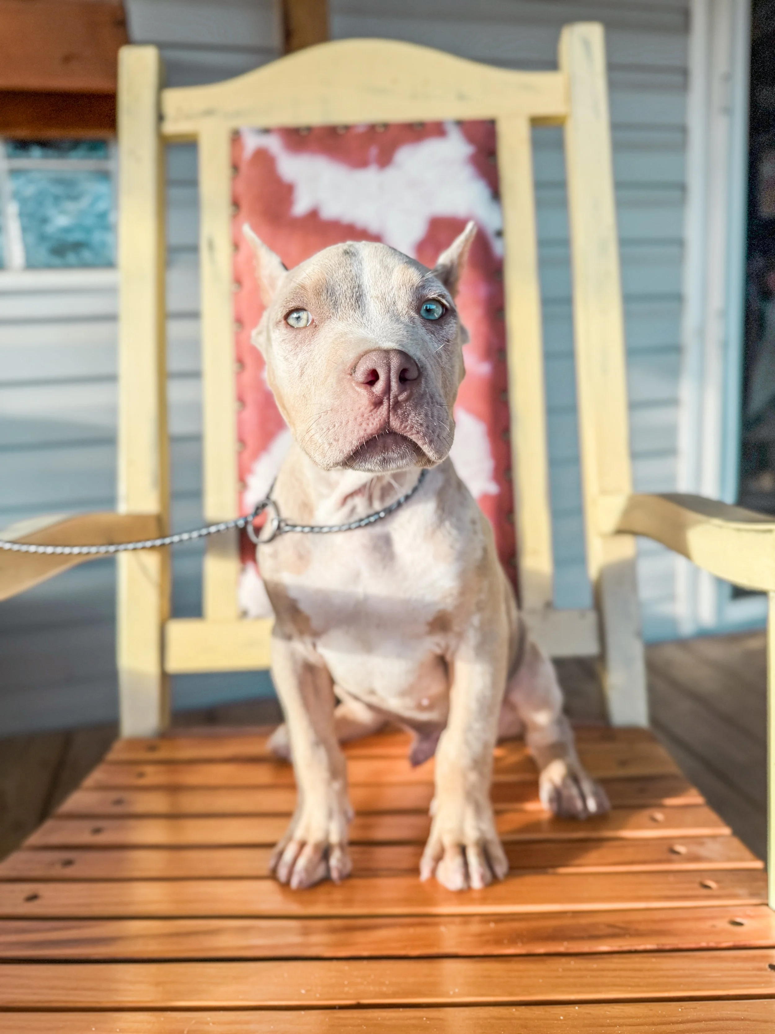 A pitbull dog with different colored eyes sitting on a wooden chair, looking directly at the camera, with a blurred house exterior in the background.