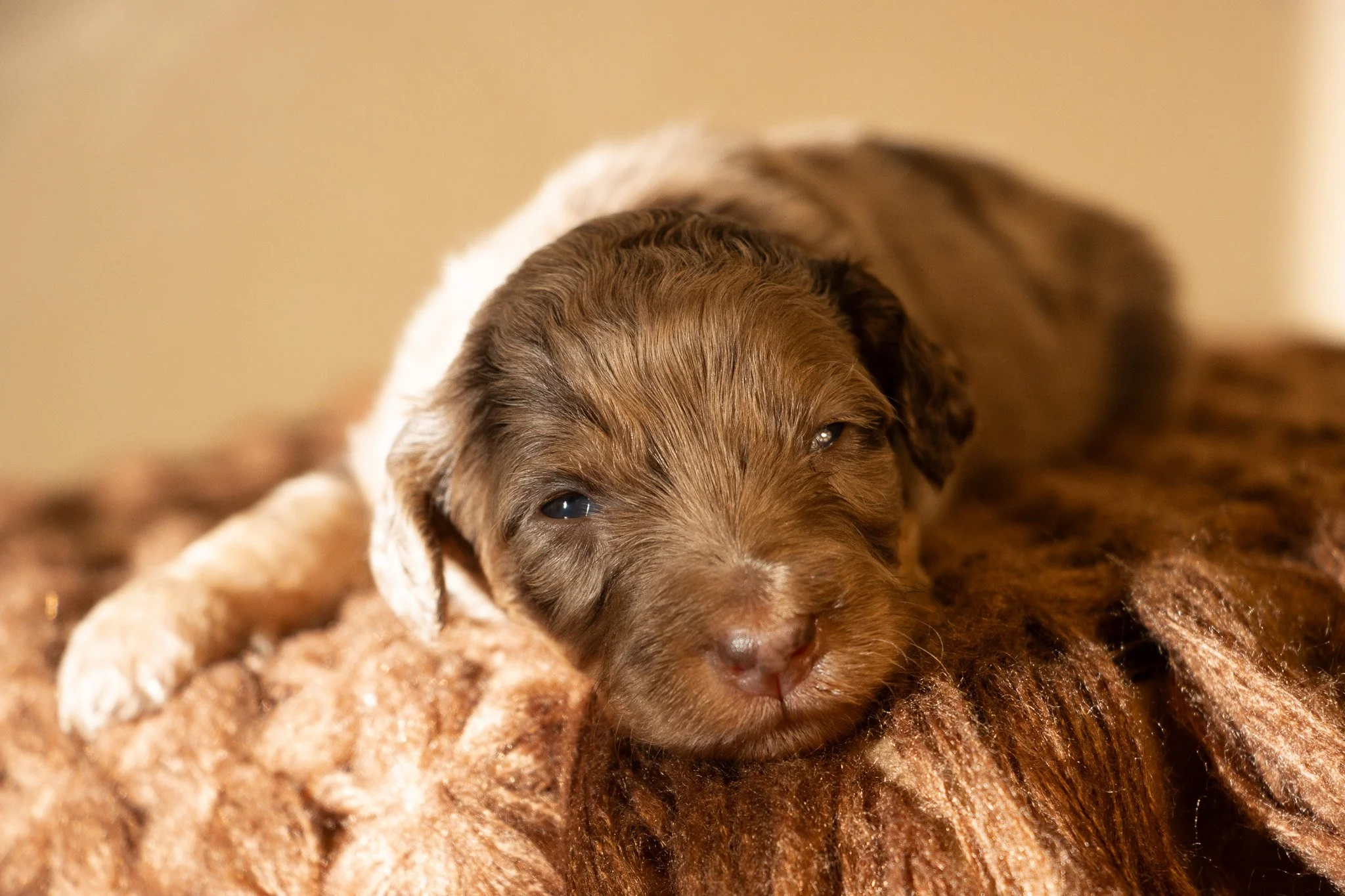 Close-up of a tiny, brown and white puppy resting on a soft, brown blanket.
