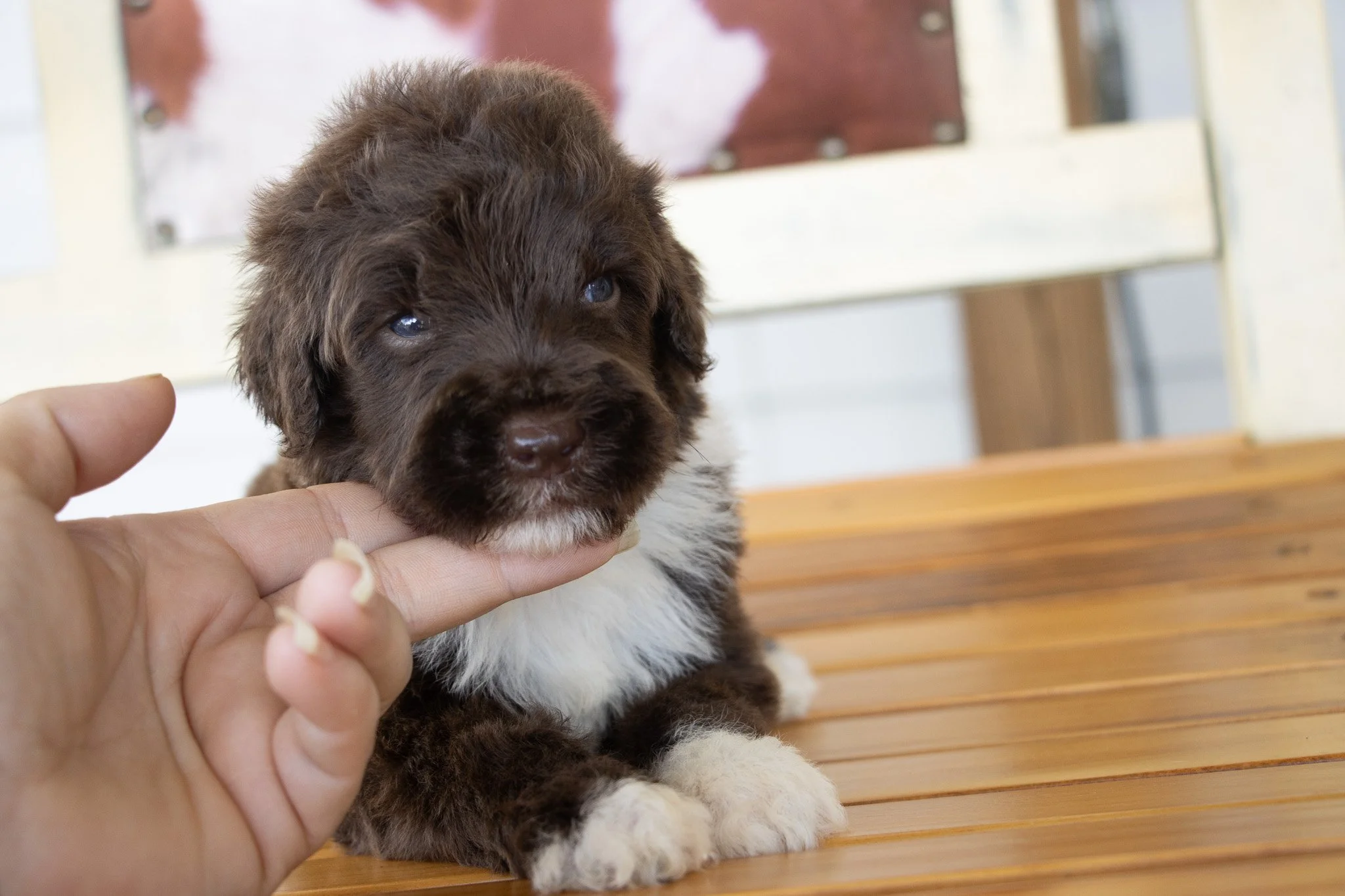 A brown and white puppy with blue eyes being gently held by a person's hand on a wooden surface.