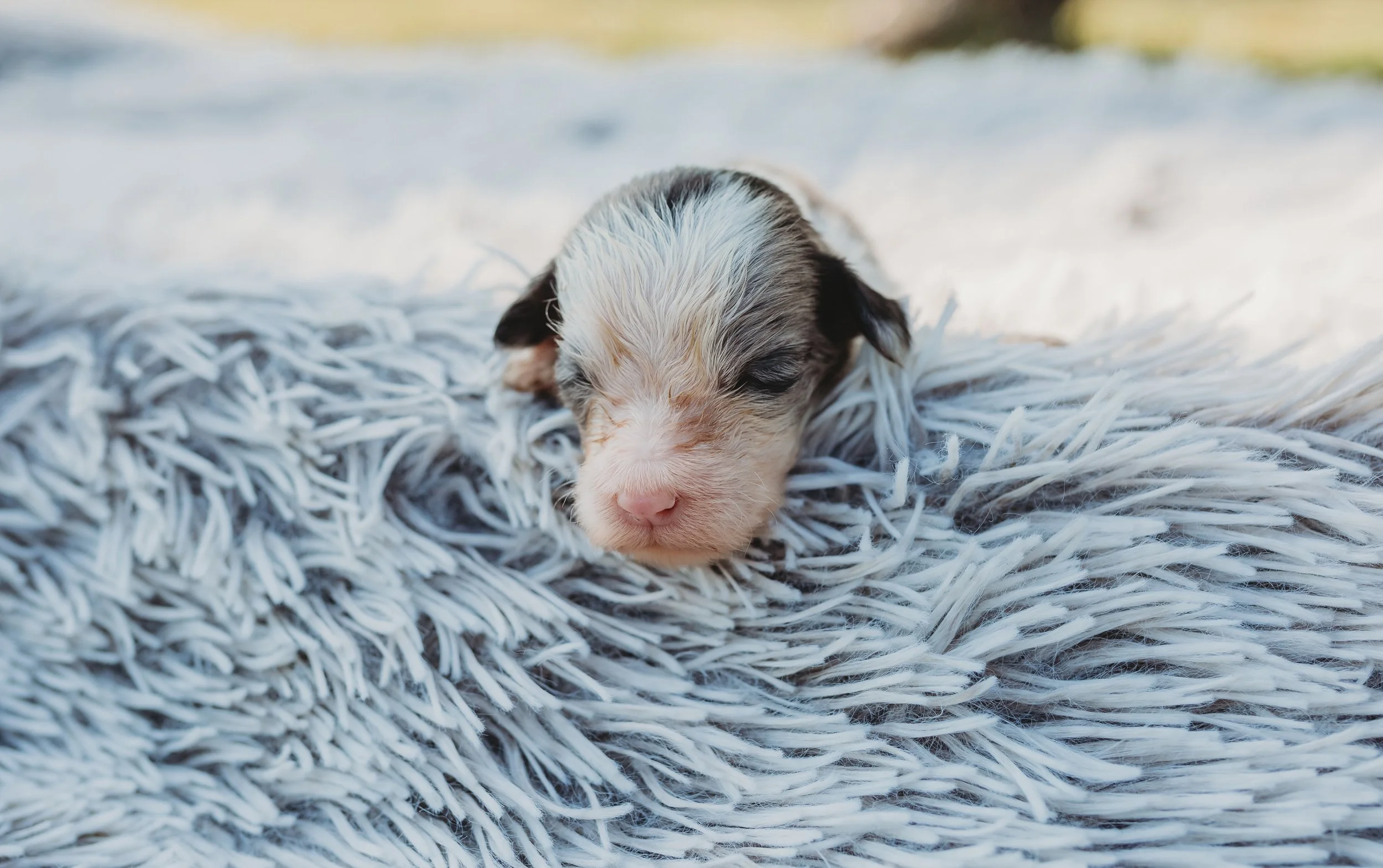 Close-up of a tiny, wet, black and white puppy sleeping on a fluffy gray blanket.