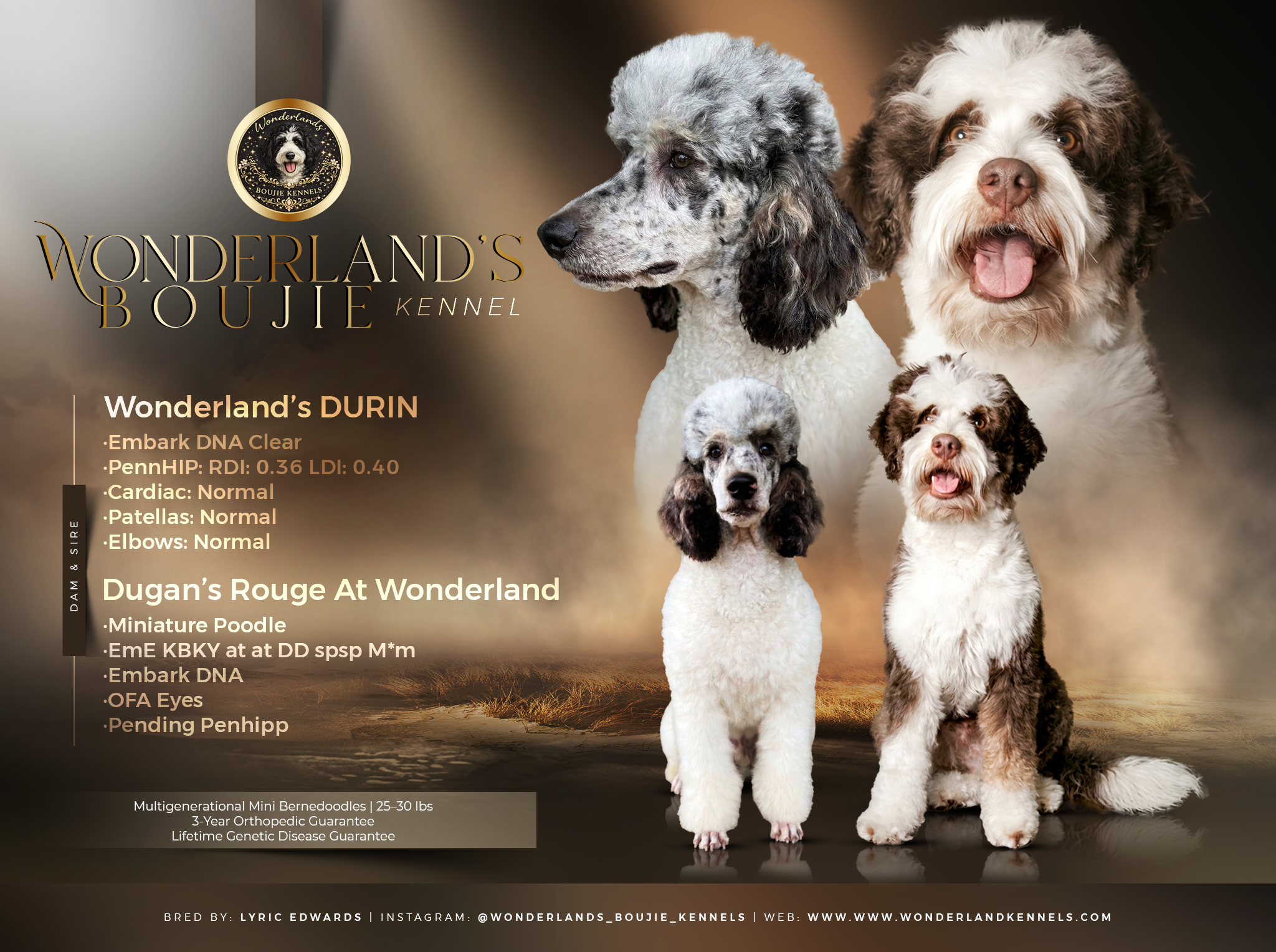 A promotional poster for Wonderland's Boujie Kennel featuring four Bernedoodle dogs with various coat colors and sizes against a blurred background. The poster includes information about the dogs' health, lineage, and breeding details, along with social media and website links.