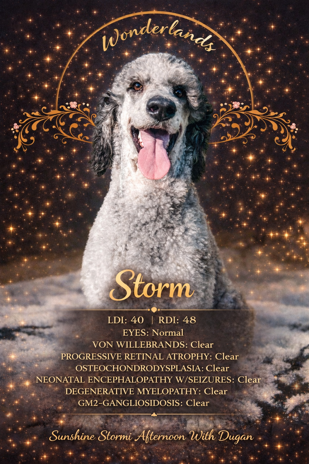 A digital illustration of a dog with curly fur, sitting in front of a starry background. The image features decorative golden accents and text that reads "Wonderlands" at the top, "Storm" beneath the dog, and a list of health details. The bottom text says "Sunshine Stormi Afternoon With Dugan".