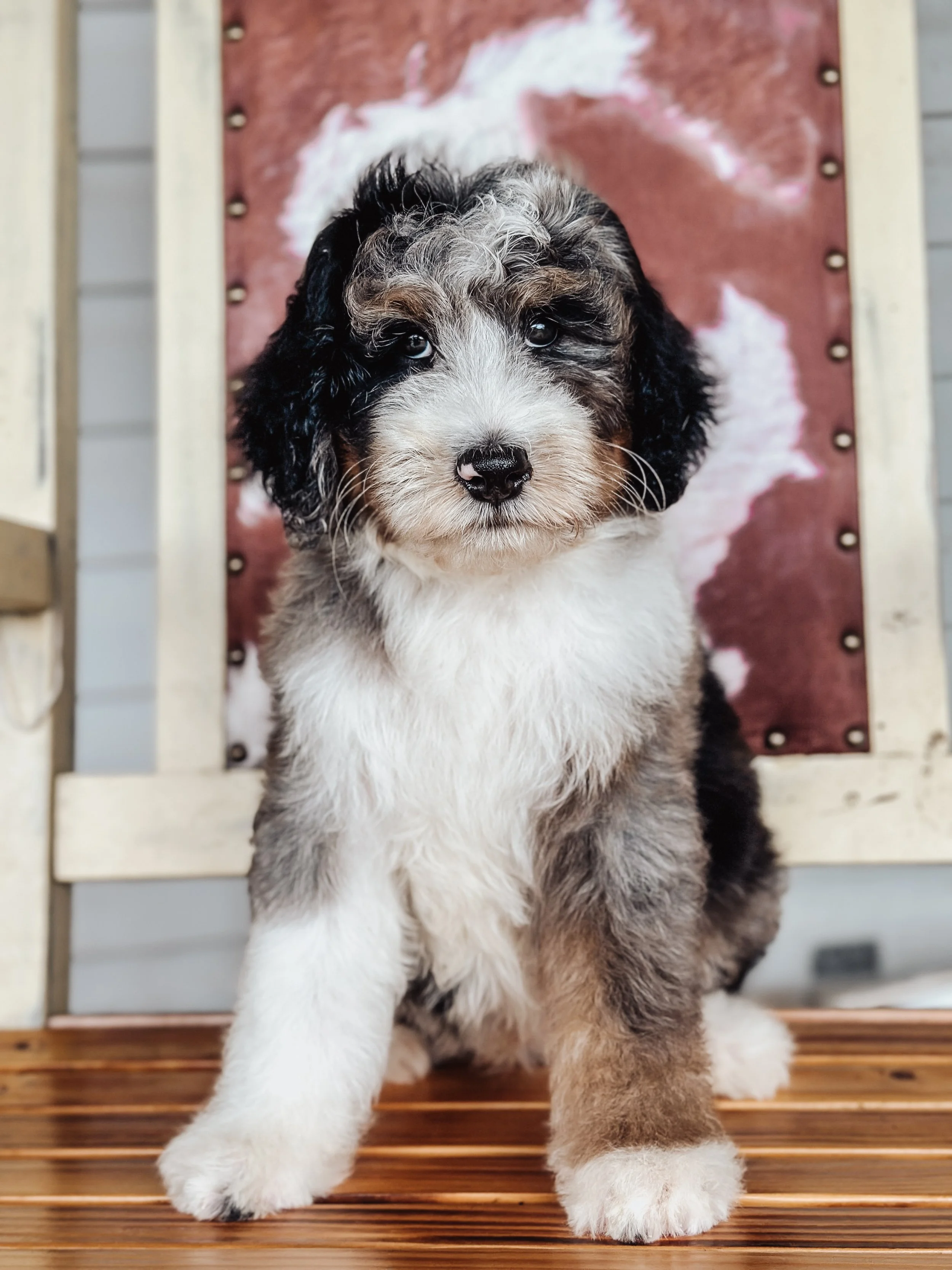 Adorable puppy with black, gray, and white fur, sitting on a wooden floor in front of a decorative backdrop with a white and pink pattern.