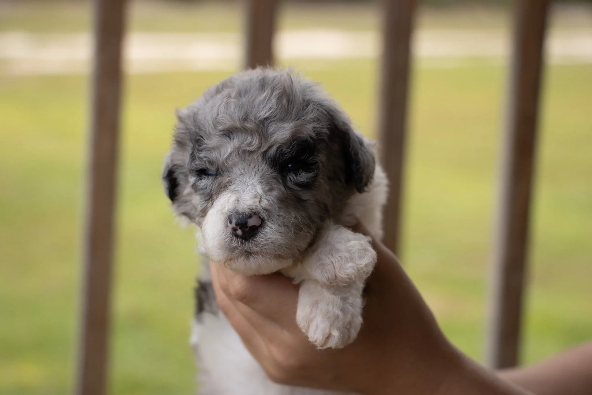 A person holding a small, fluffy puppy with gray, white, and black fur. The puppy has a winking eye, a black nose, and appears to be very young. The background shows wooden fence slats and a blurred outdoor setting.