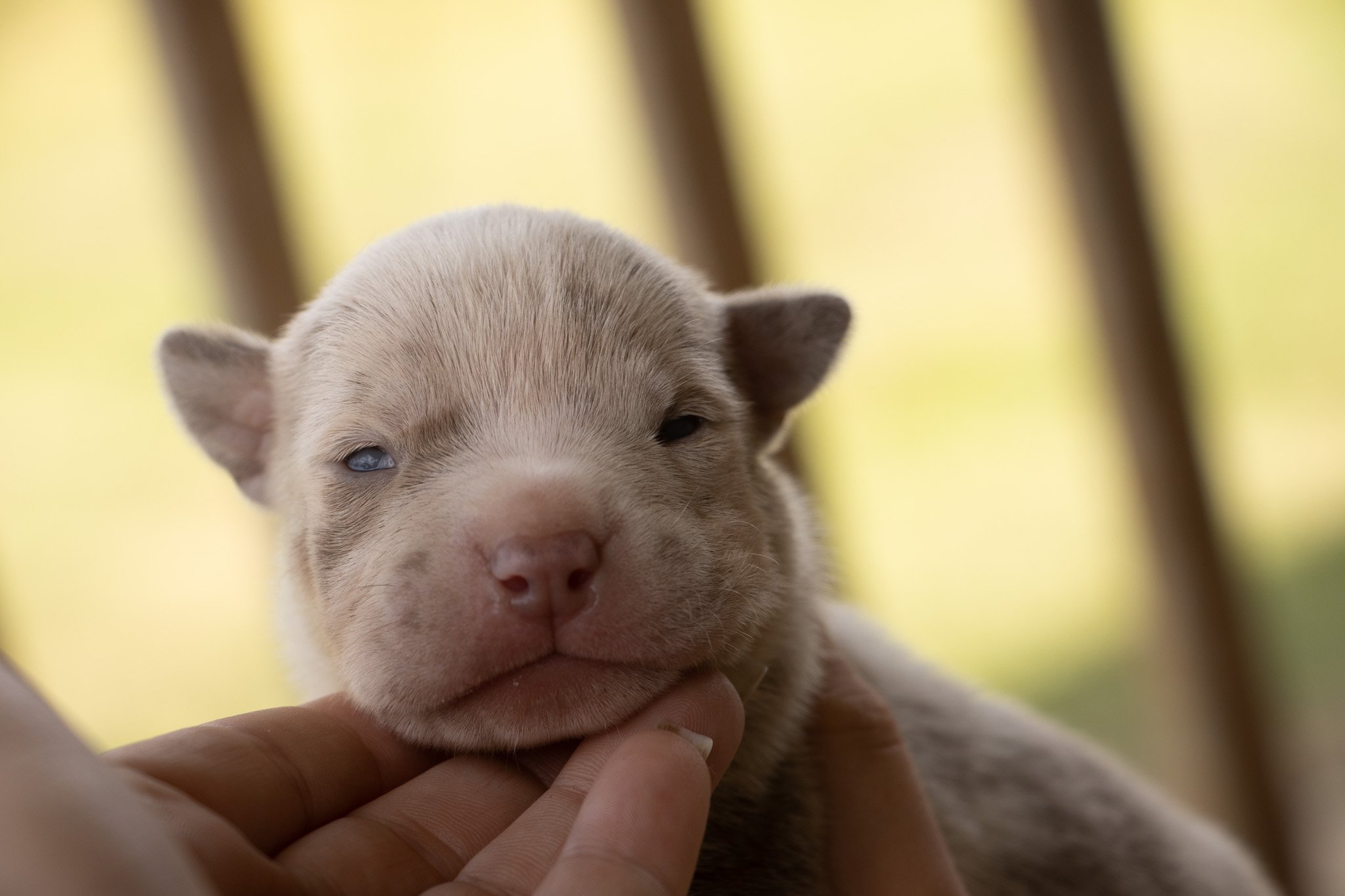 Close-up of a tiny, light-colored puppy with blue eyes, being gently held and touched on the chin by a person's hand, with a blurred background of yellow and green tones.