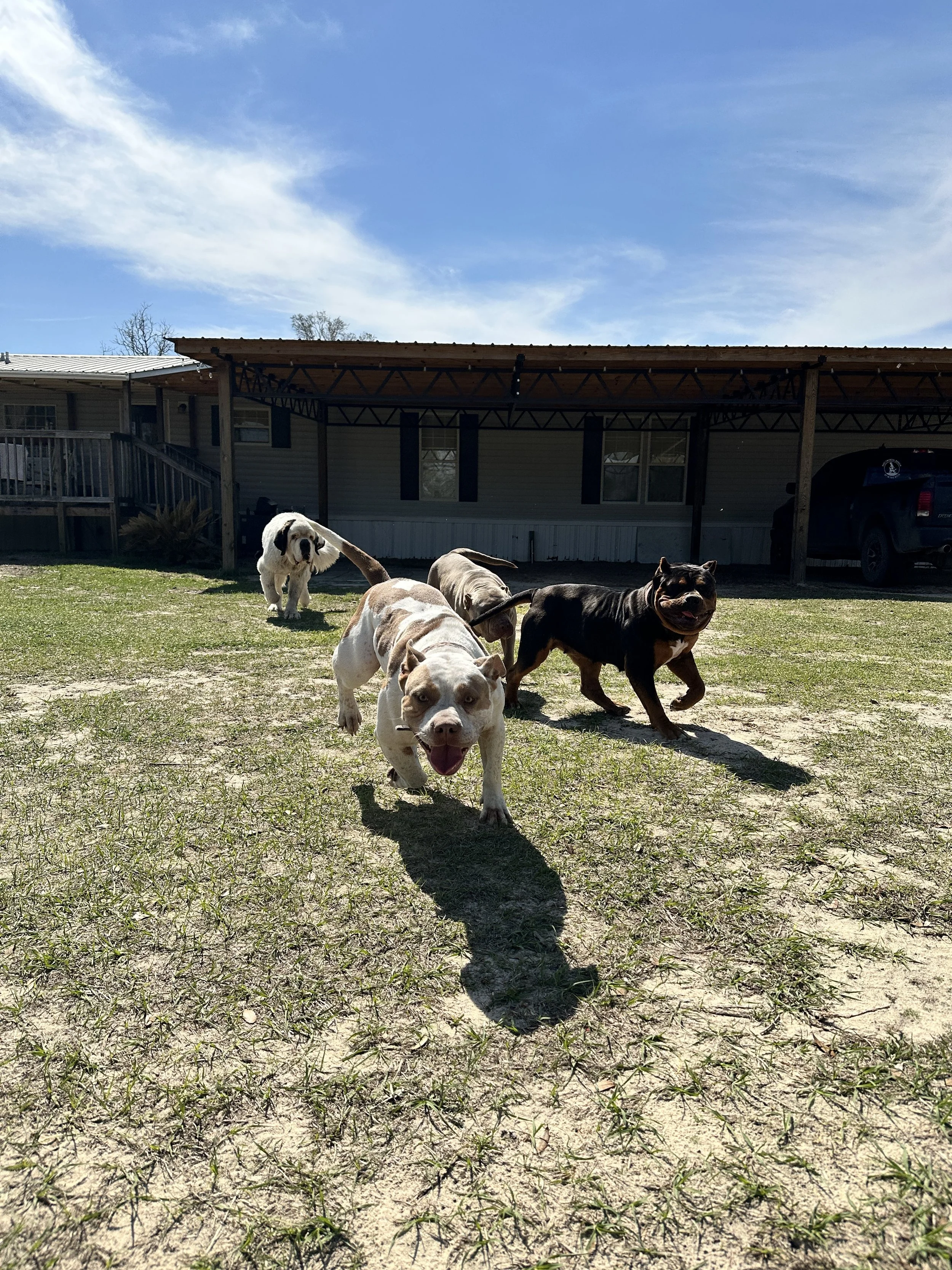 Four dogs running on a grassy yard under a blue sky with some clouds, with a house and a vehicle in the background.