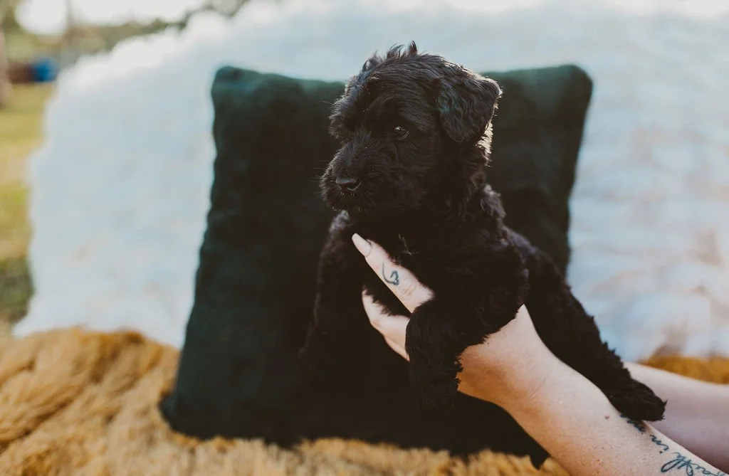 A black puppy being held in a person's hand, with a dark pillow and outdoor setting in the background.