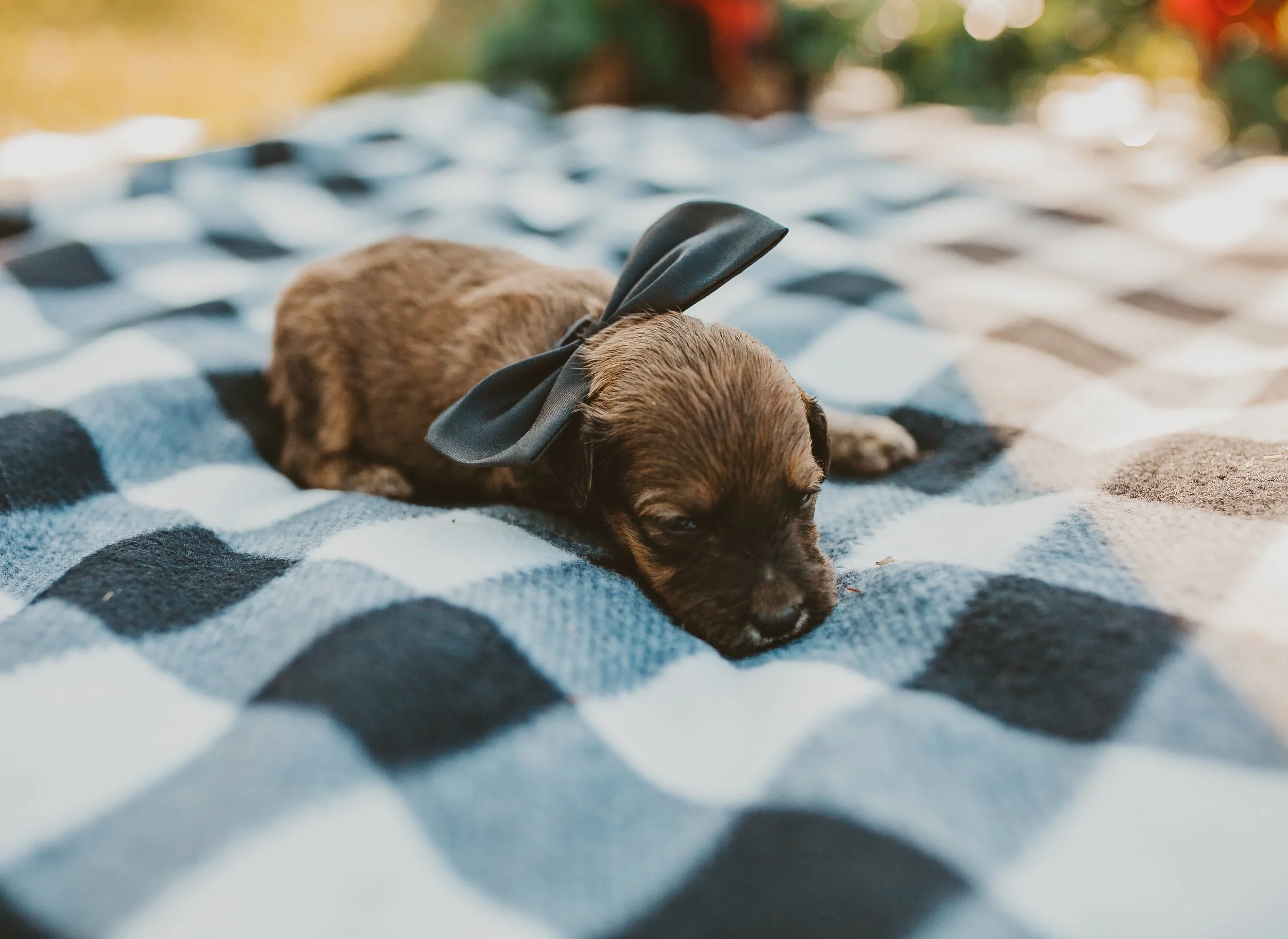 A small puppy with a black bow around its neck, lying down on a black and white checkered blanket outdoors.