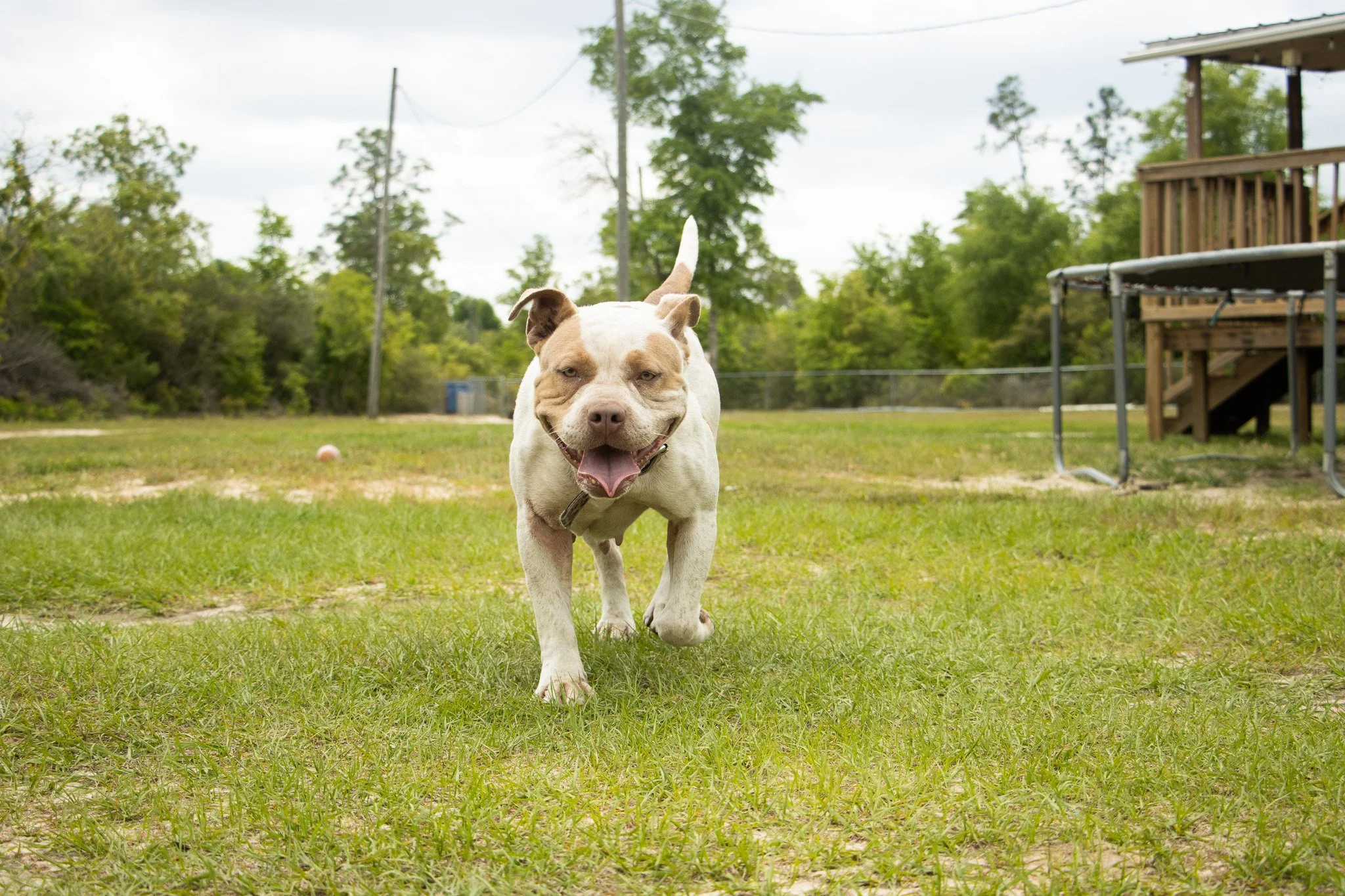 A smiling dog running towards the camera in a backyard with green grass, trees, and a wooden deck in the background.