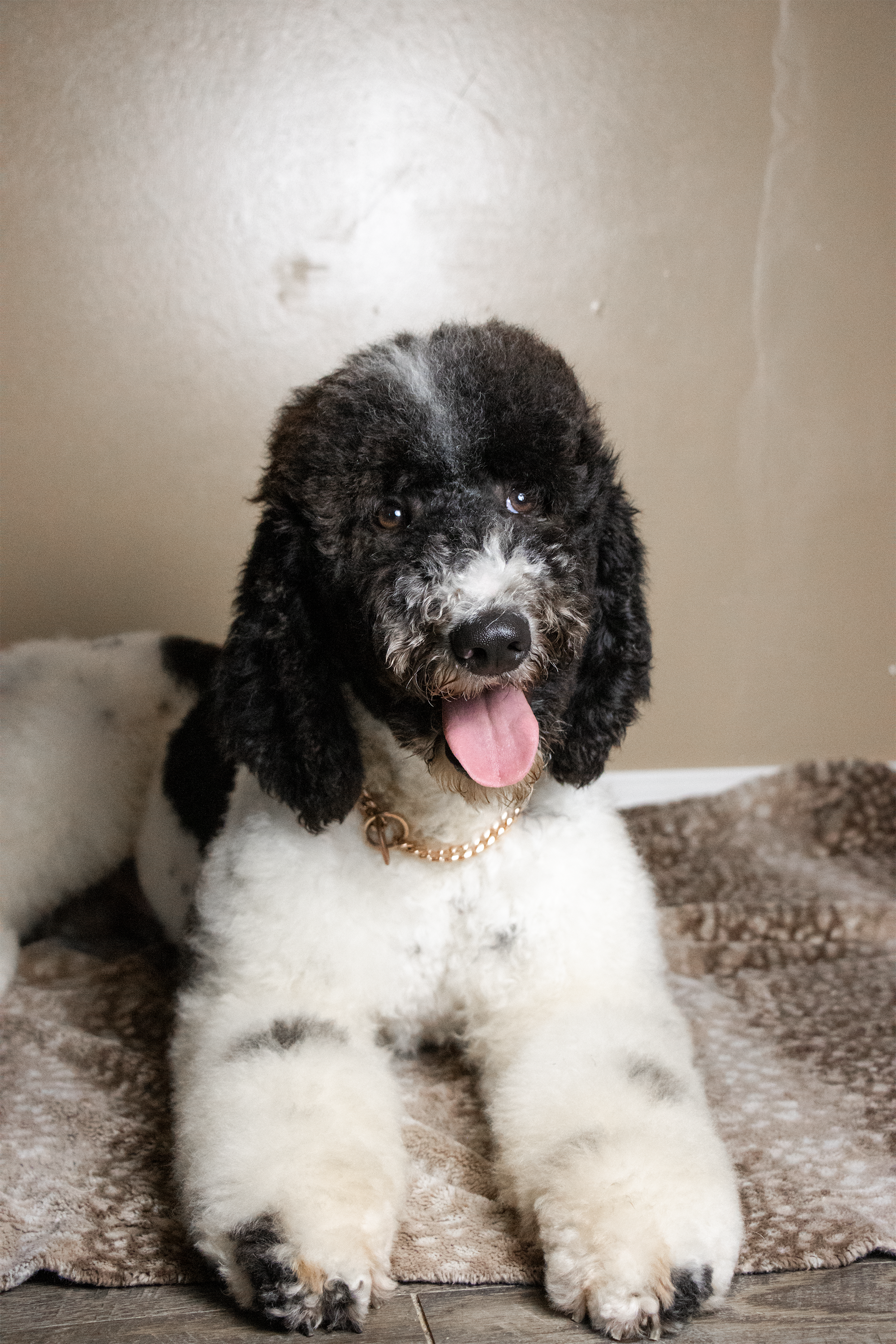 A black and white curly-haired puppy with floppy ears, sitting on a plush blanket on the floor, with the tongue out.