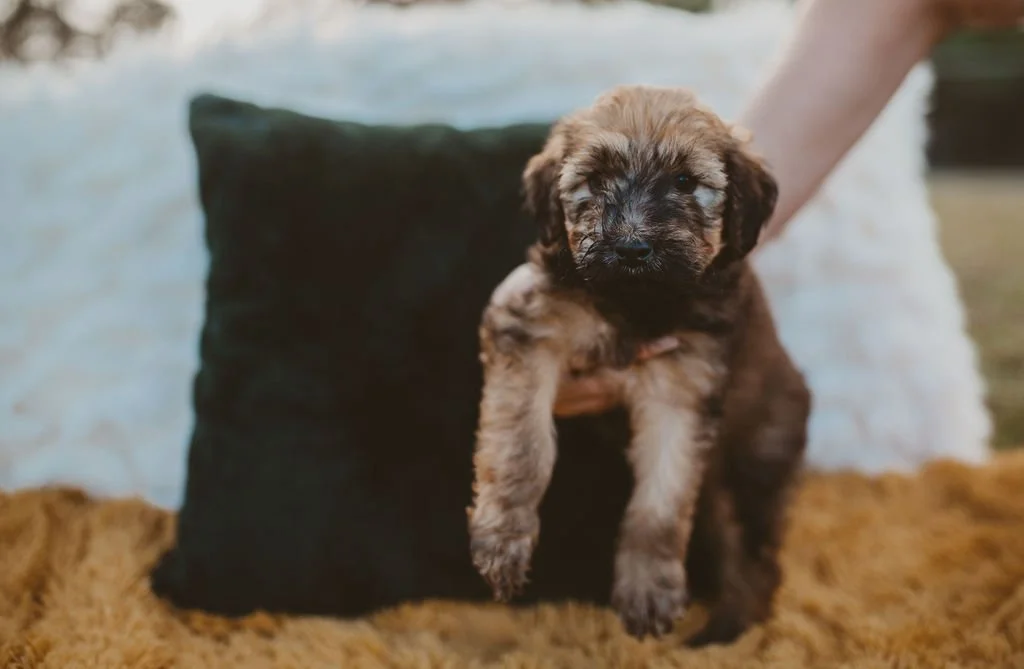 A person holding a small, fluffy puppy with a black and brown coat, in front of a dark pillow on a bed with a beige blanket.
