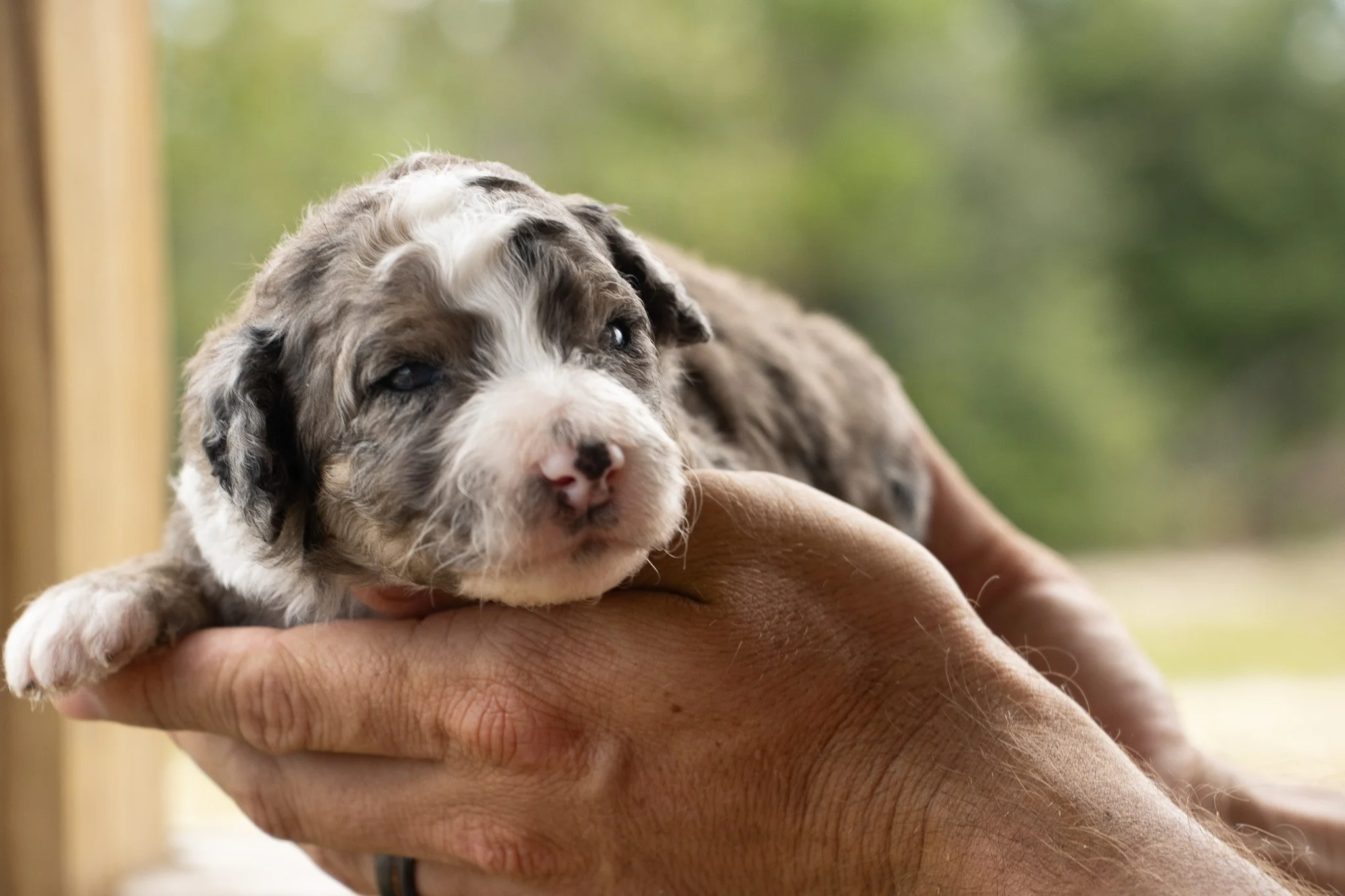 A person holding a small, fluffy Australian Shepherd puppy with a merle coat pattern, resting on their hand indoors, with a blurred green outdoor background.