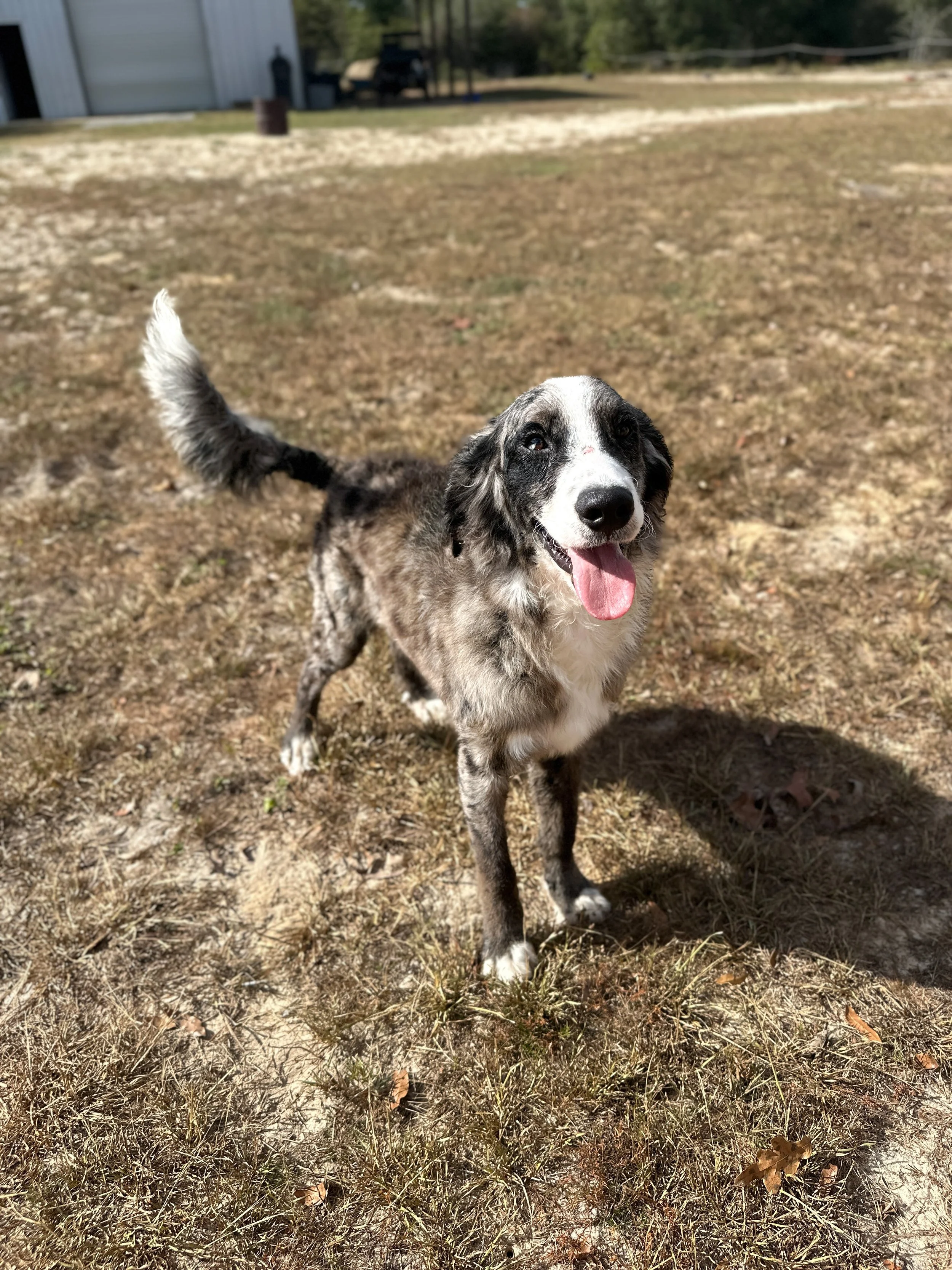 A happy dog with a merle coat pattern standing on dry grass, with its tongue out and tail raised, outdoors with a building and trees in the background.