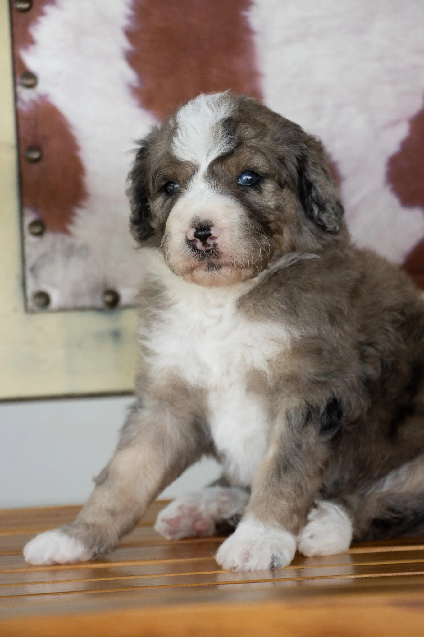 A cute, fluffy puppy with multicolored fur, sitting on a wooden surface, with a blurred background.