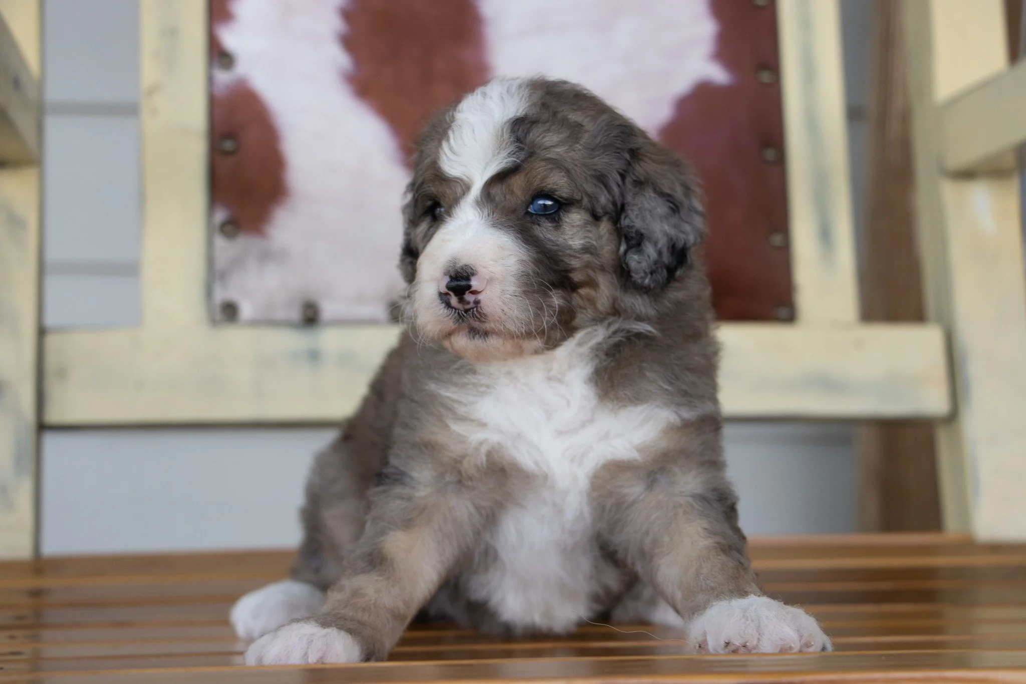 Adorable gray and white Australian Shepherd puppy with blue eyes sitting on a wooden surface.