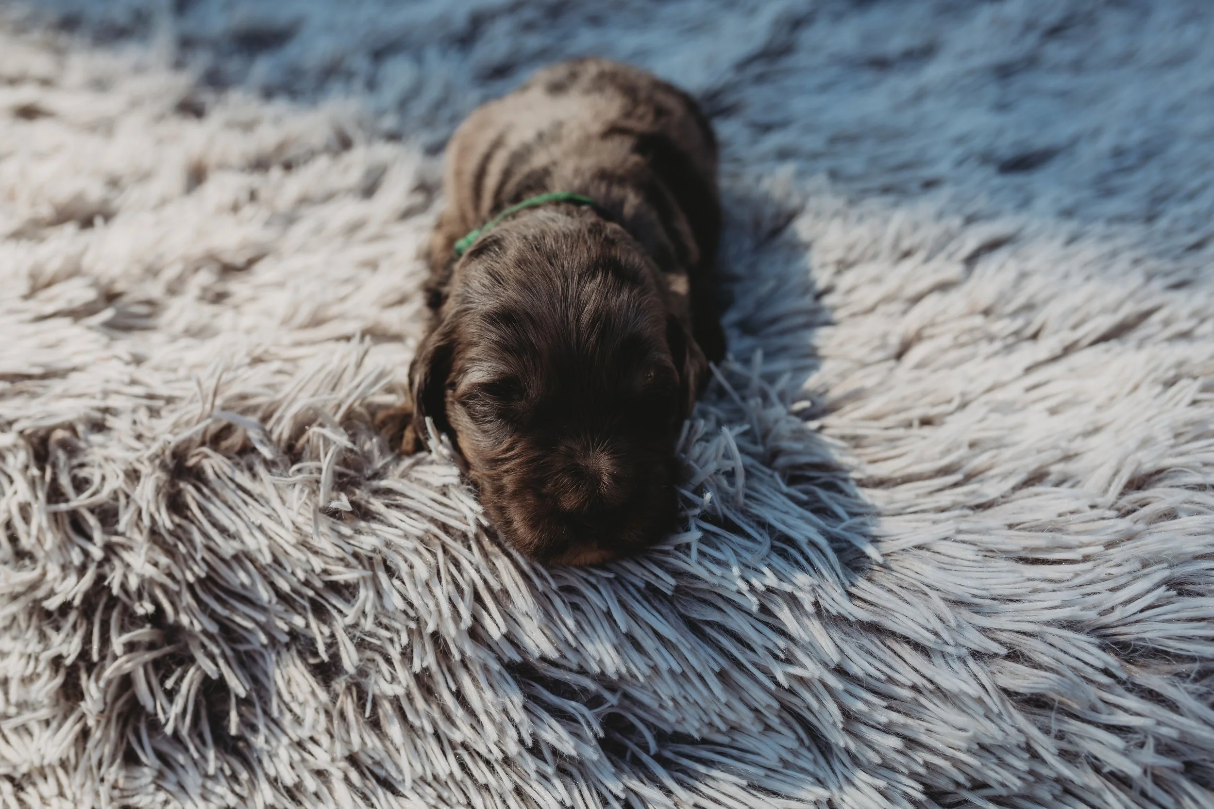 A small, dark-colored puppy lying on a fluffy, gray blanket outdoors.