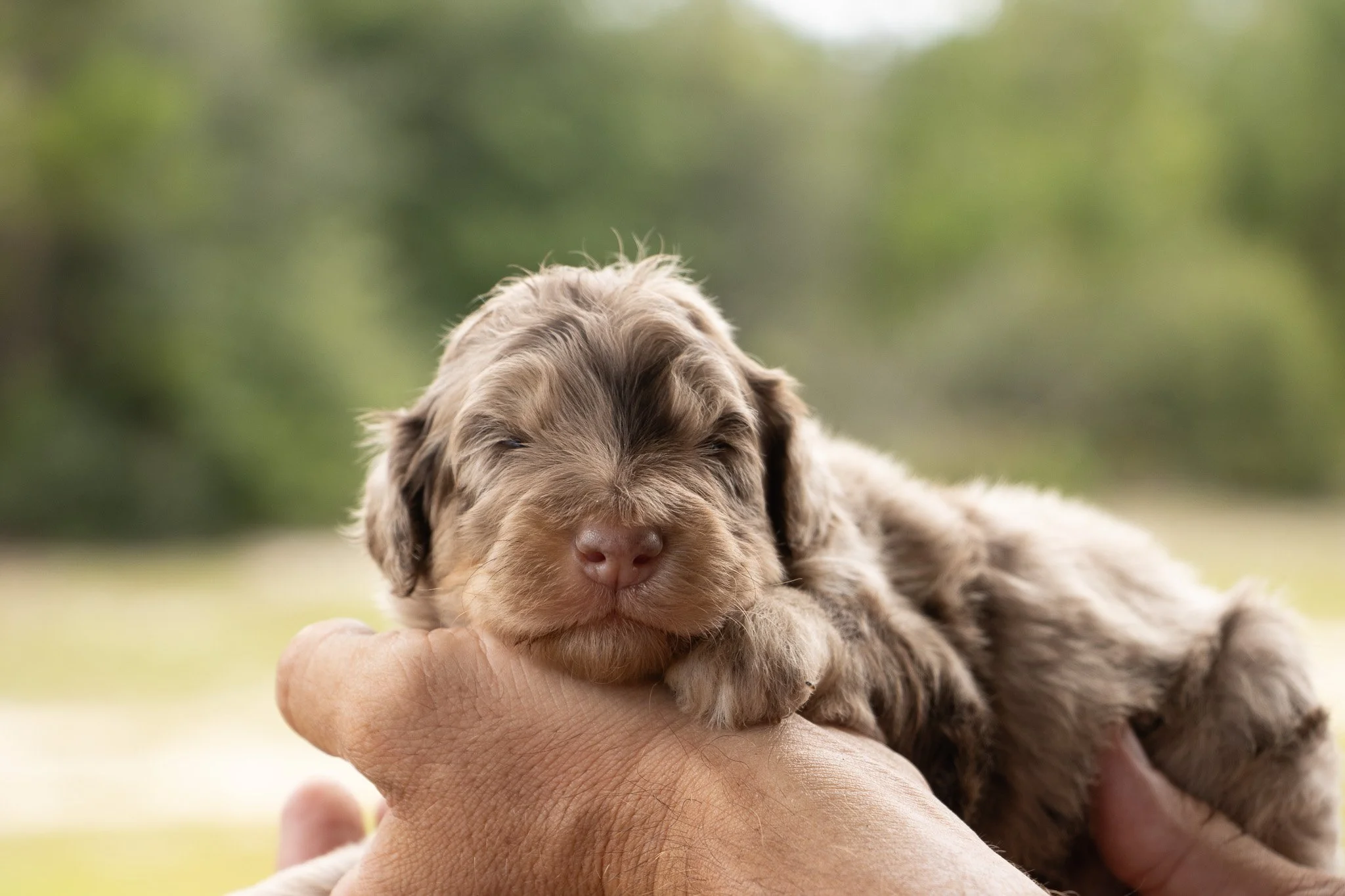 A small, fluffy puppy with brown and gray fur being gently held in a person's hand outdoors, with a blurred green background.