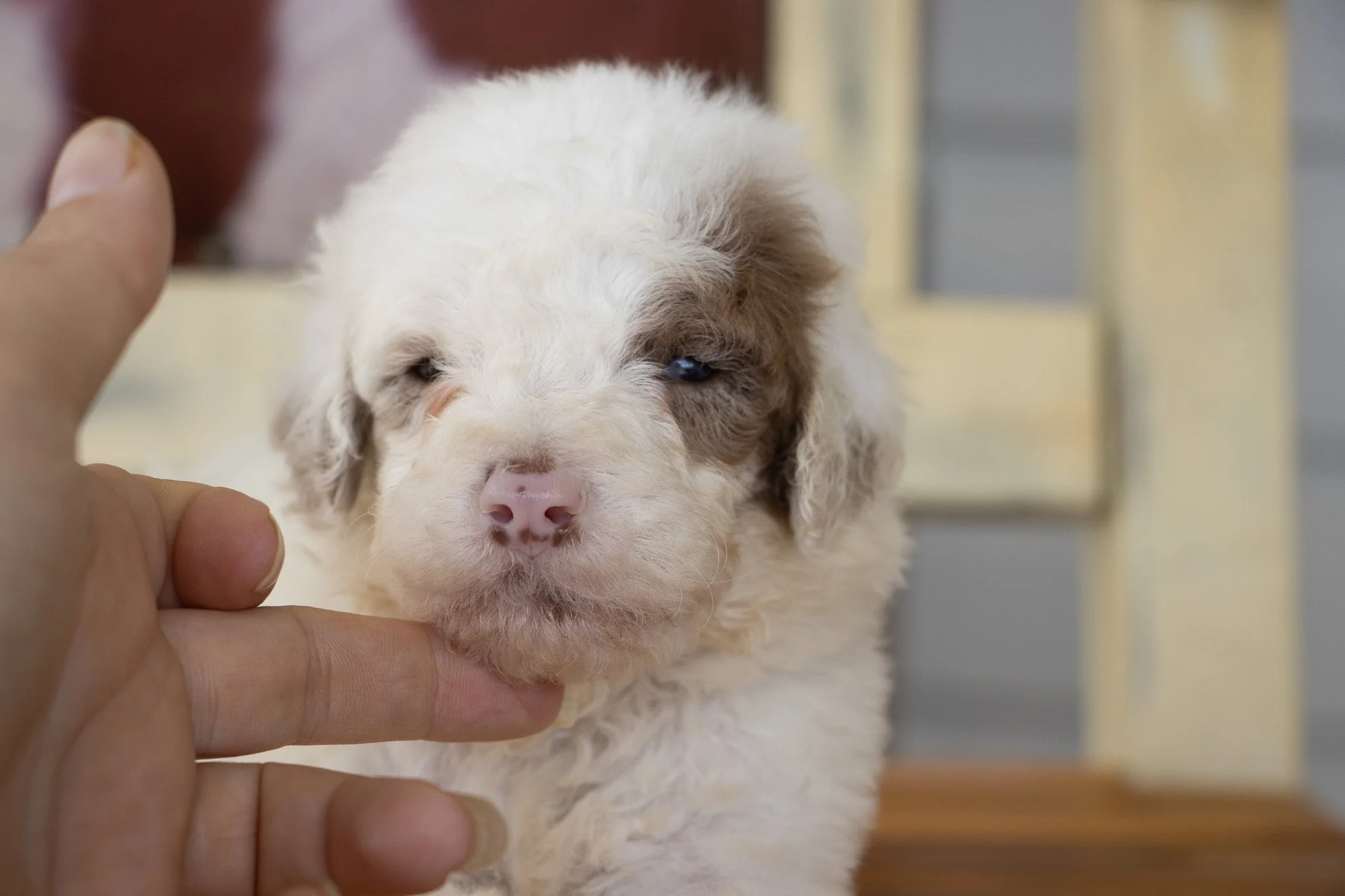 A person gently touches the chin of a fluffy, white puppy with brown patches, which appears to be a young dog with one eye slightly closed.
