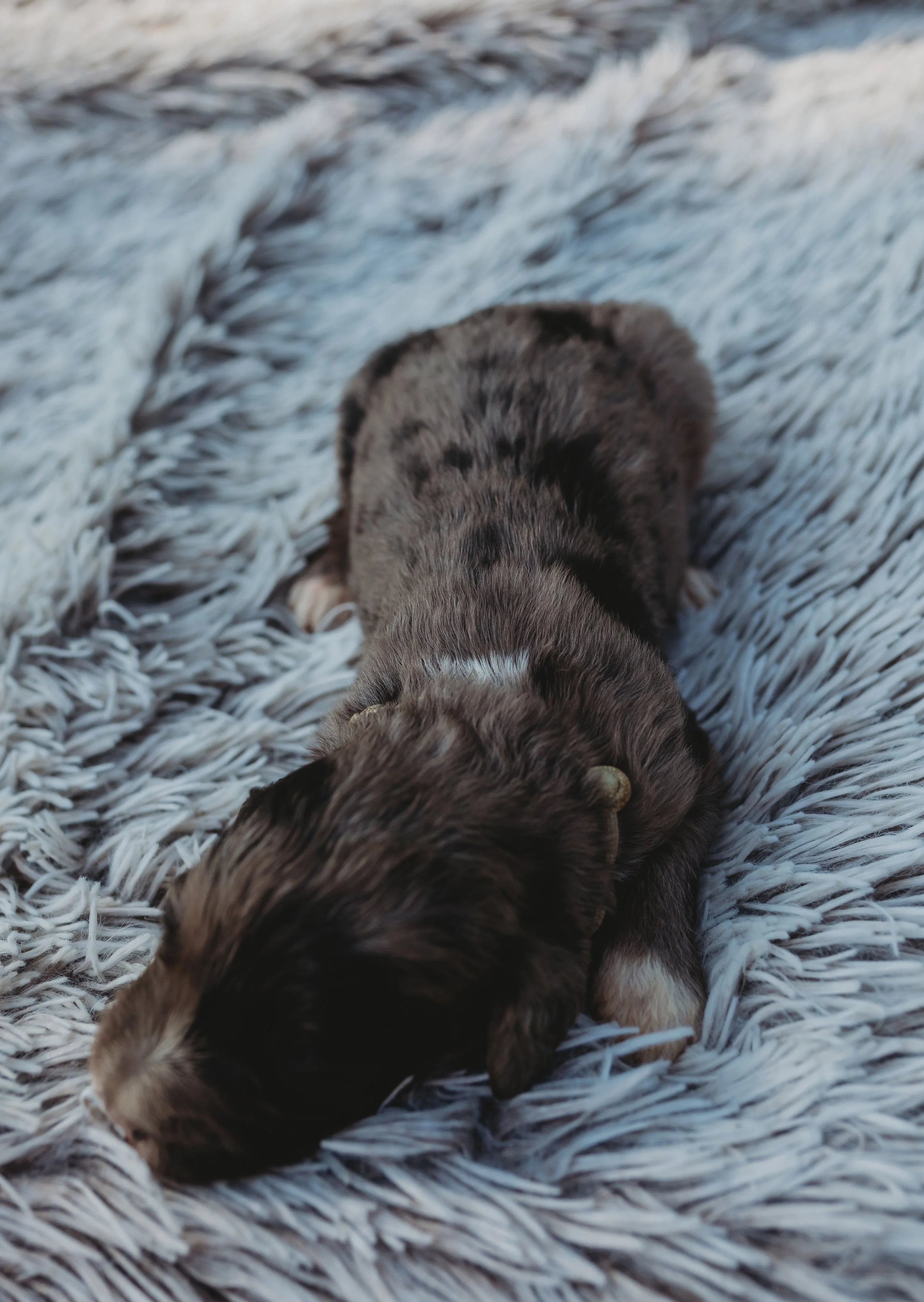 A small, fluffy puppy with black and white fur, sleeping on a soft, gray, shaggy blanket.