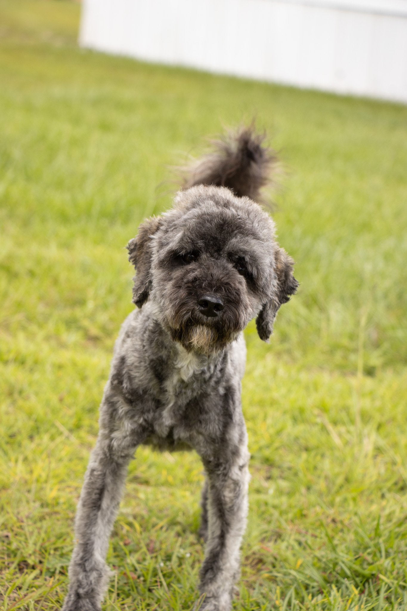A gray and black puppy with curly fur standing on green grass.
