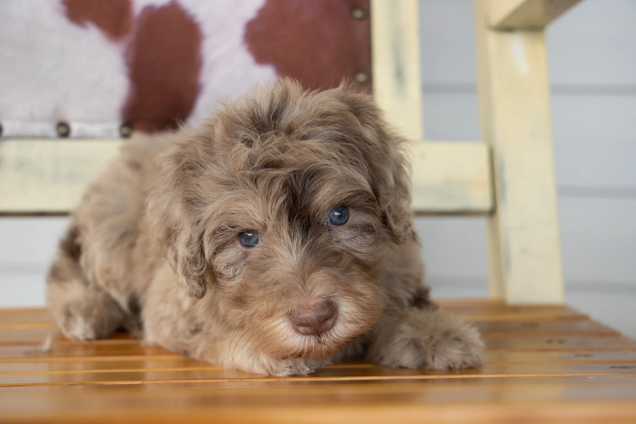 Adorable brown puppy with blue eyes lying on a wooden surface, with a blurred background that includes a cushion with a cow pattern.