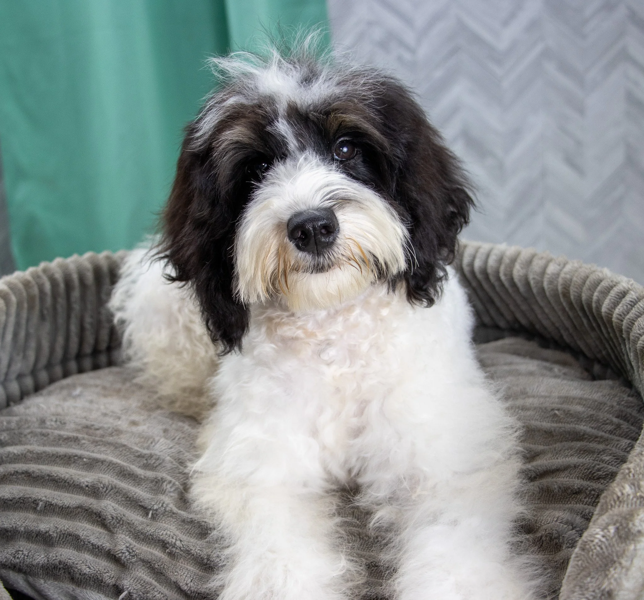 A black and white puppy with fluffy fur, sitting on a soft surface with a gray blanket. The background shows a green wall and a textured gray wall.