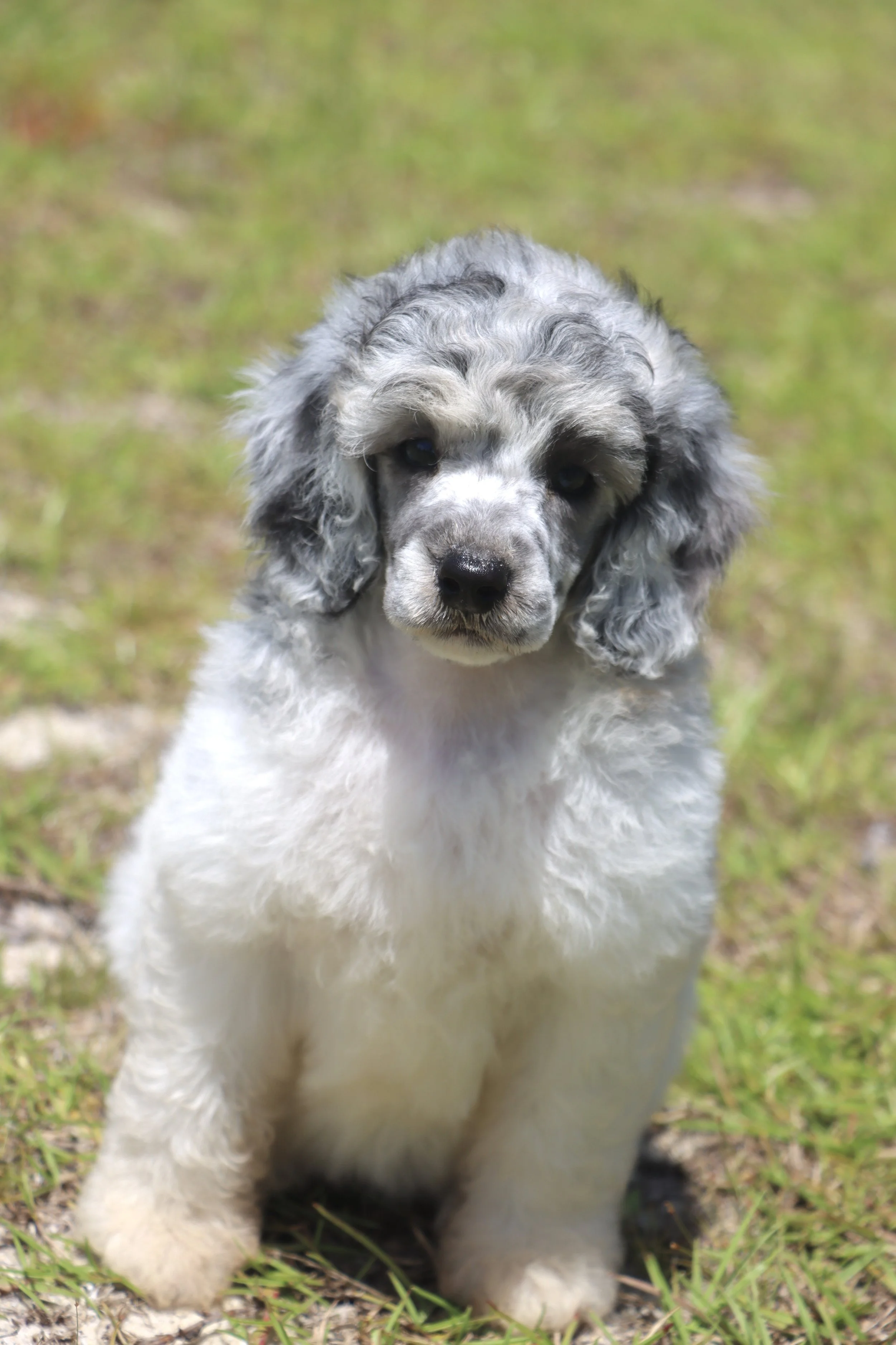 A fluffy puppy with curly gray and white fur sitting on grass outdoors.
