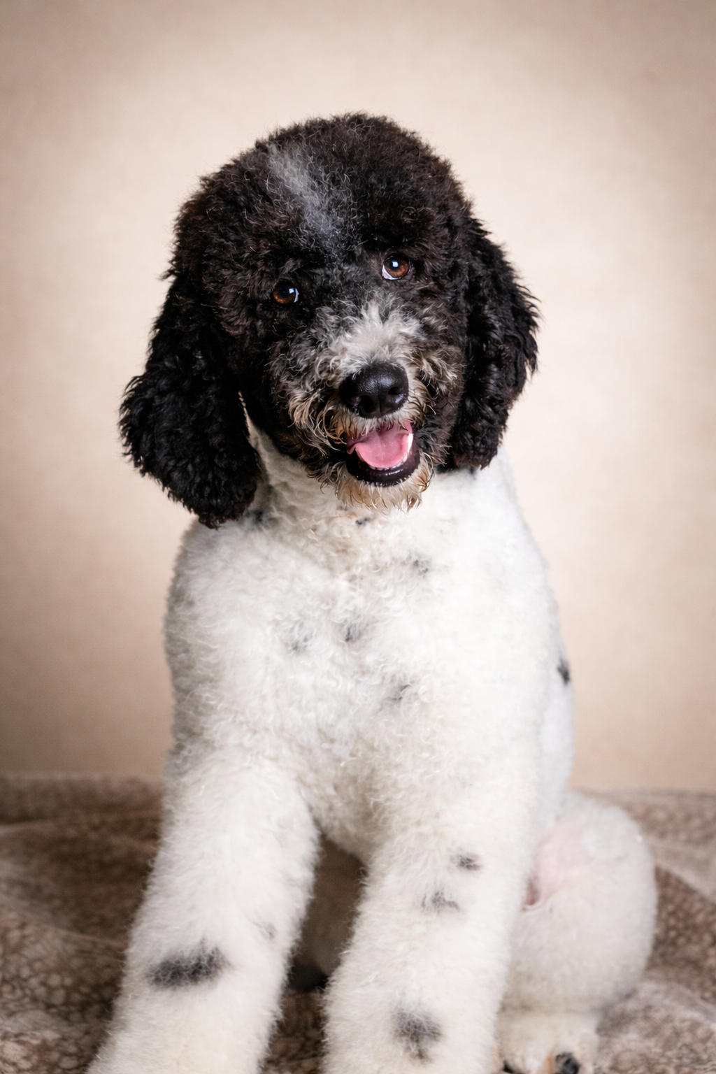 A cute black and white curly coated dog sitting on the floor with a beige background, looking at the camera with its tongue slightly out.