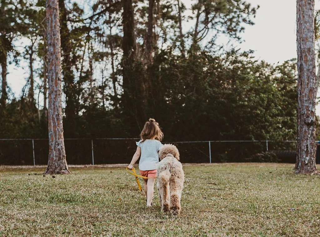 A young girl walking a large, fluffy dog in a grassy yard with tall trees and a fence in the background.