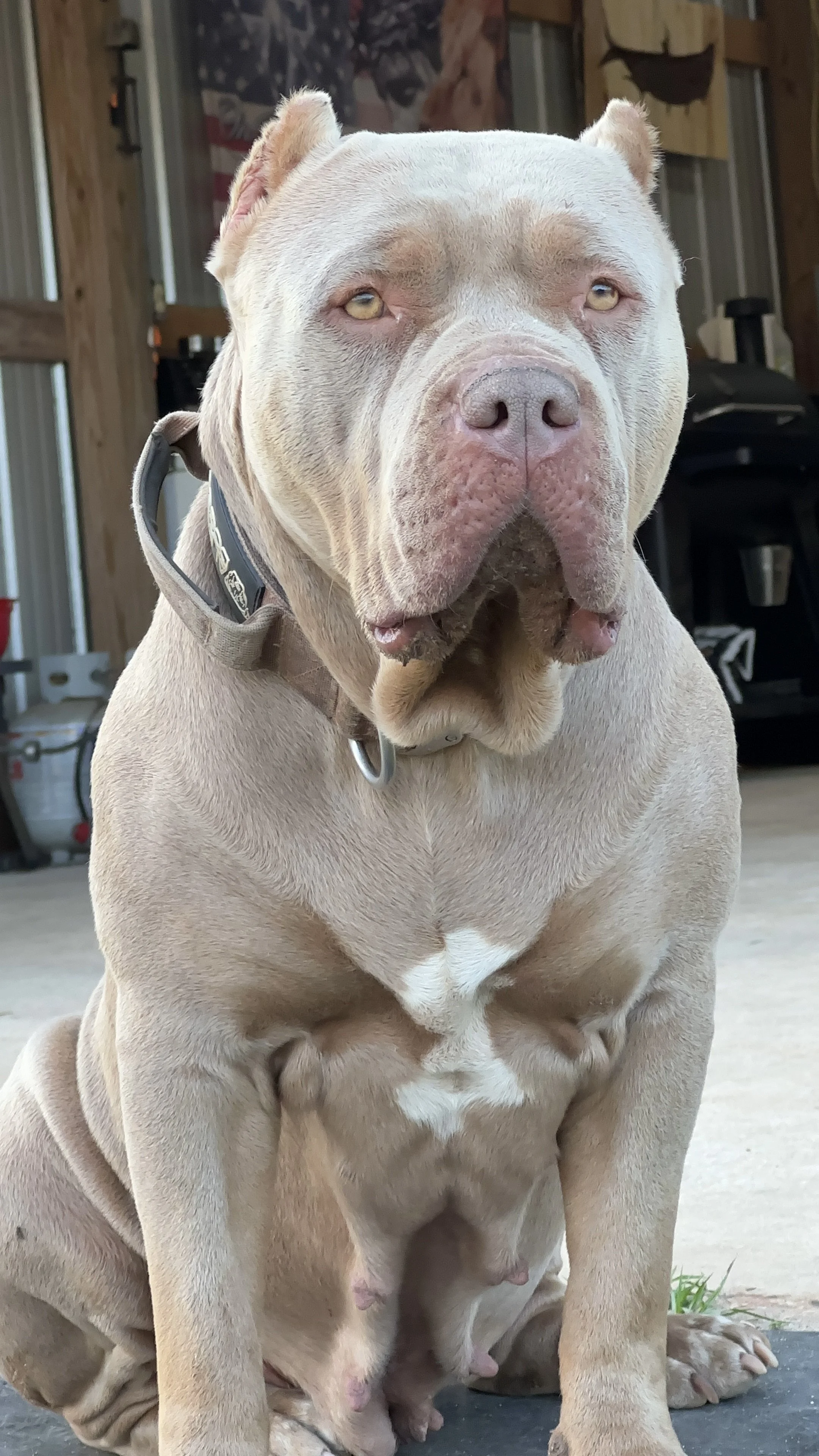 A large, light-colored American Bulldog sitting indoors, with a wooden background and garage items visible.