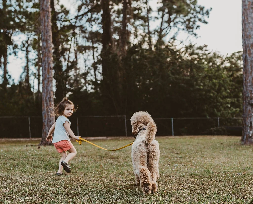 Young girl playing with a beige poodle dog outdoors in a grassy park with tall trees in the background.