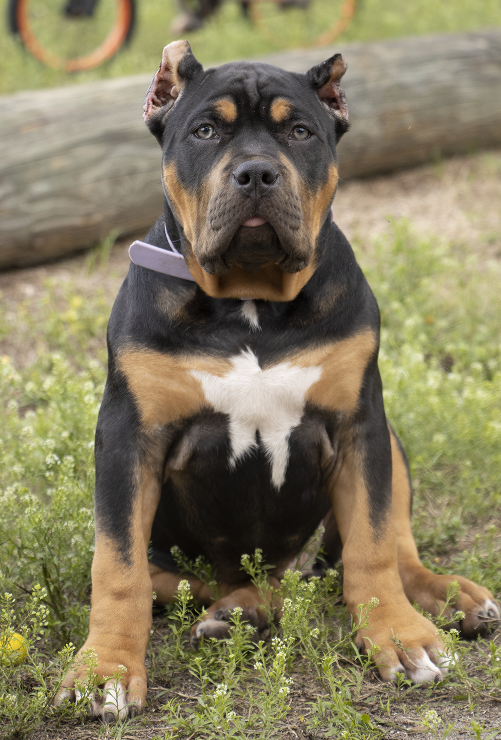 A large black and tan dog, possibly a Rottweiler mix, sitting outdoors on grass with a wooden log in the background. The dog has a serious expression and is wearing a collar.