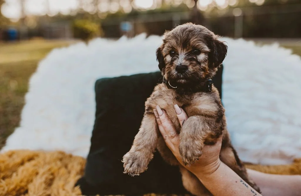 A person holding an adorable brown puppy with black markings outdoors near a white fluffy blanket and a black pillow during sunset.