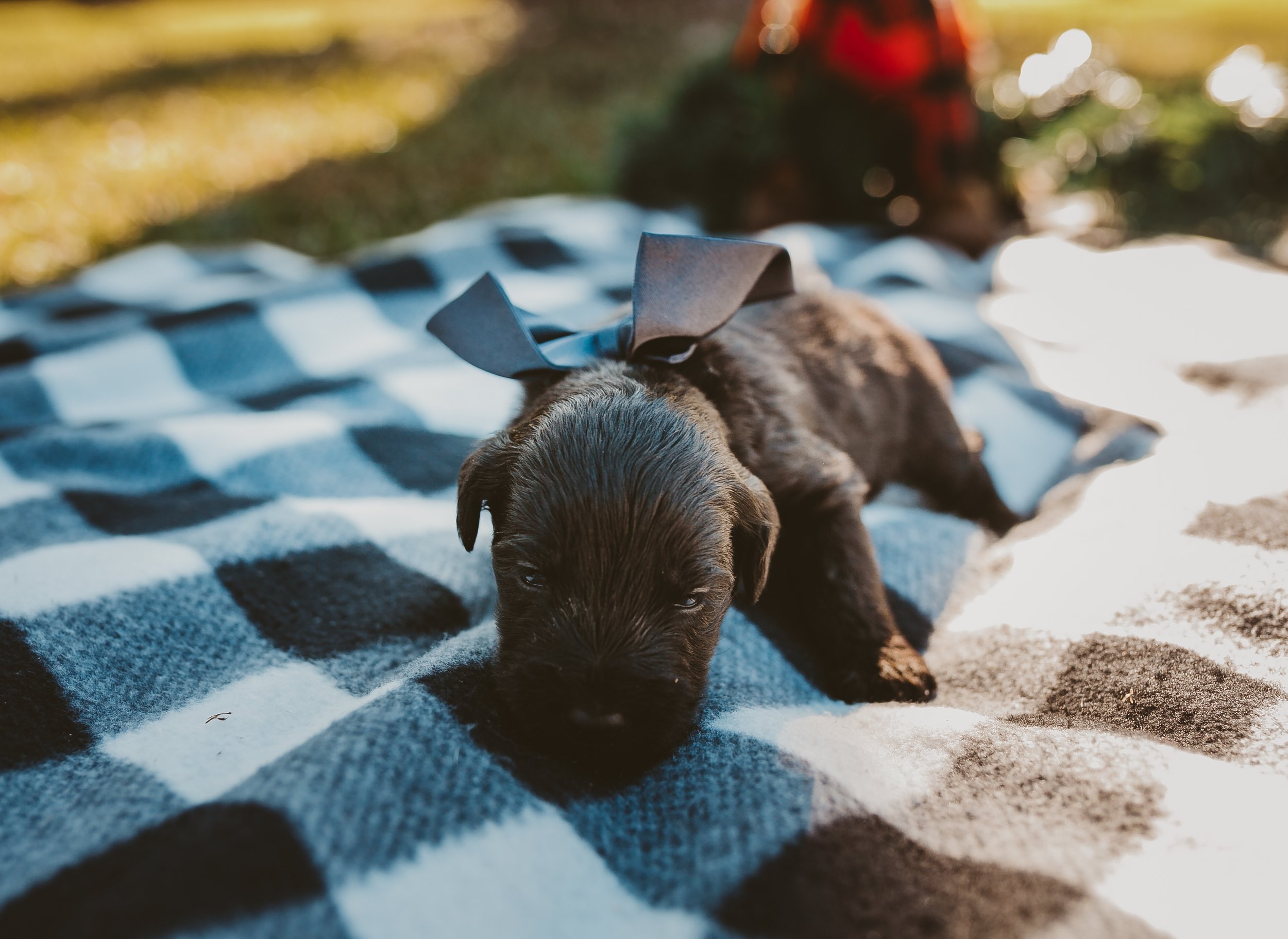 A tiny black puppy with a black ribbon on its back, lying on a blue and black checkered blanket outdoors.