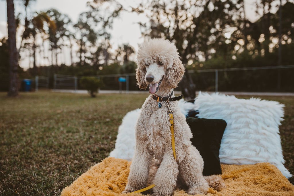 A poodle puppy sitting on a blanket in a park with trees in the background.