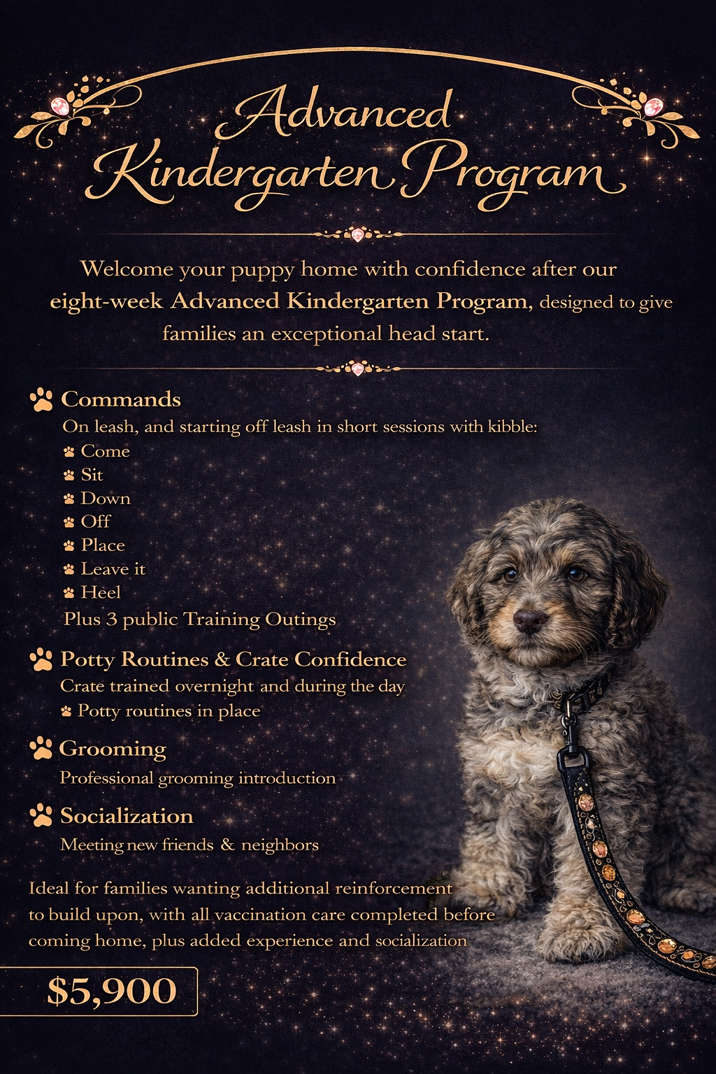 Poster for an advanced kindergarten program for puppies, featuring a picture of a small, curly-haired puppy with a black collar on a dark, starry background.