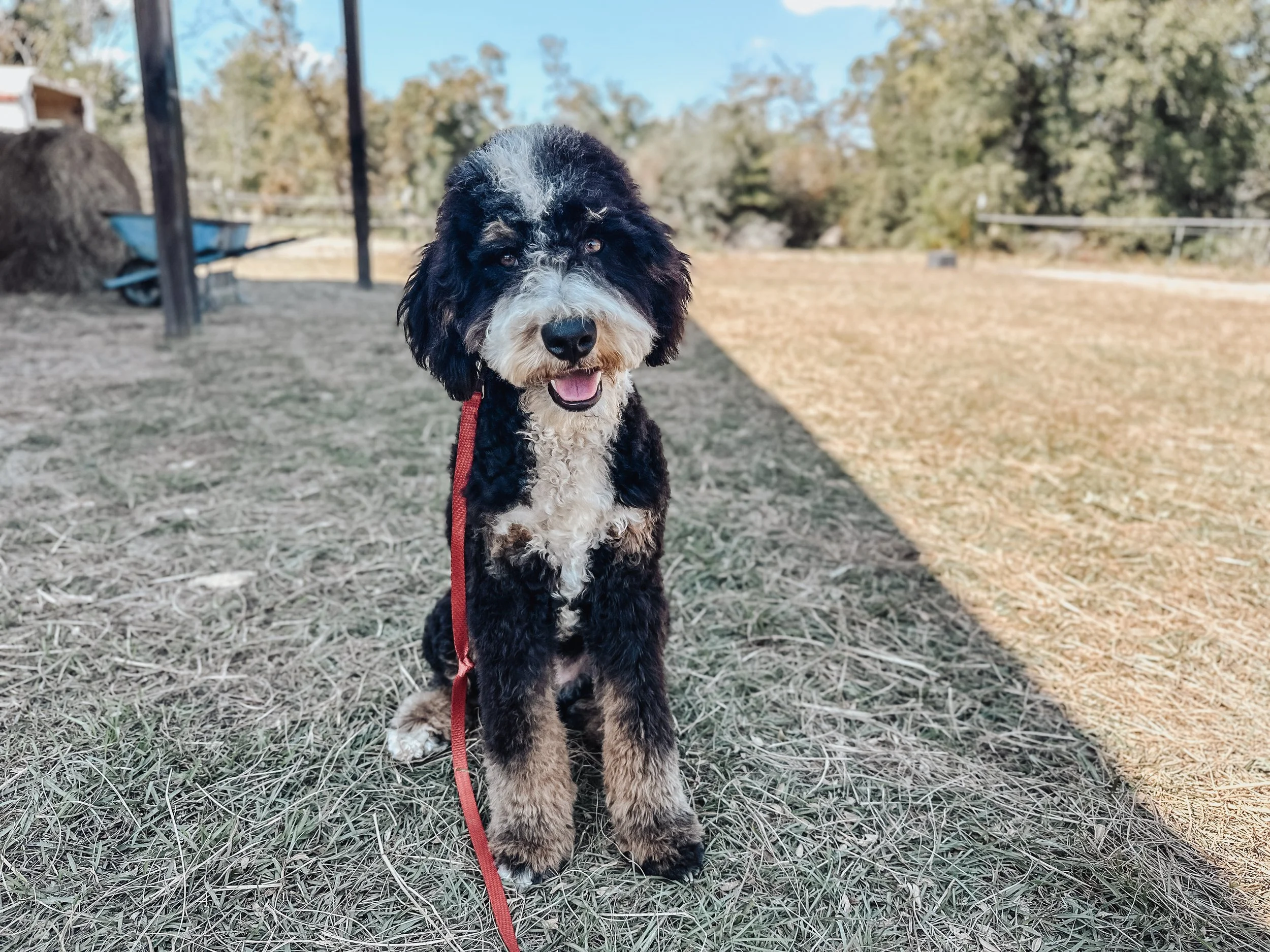 A black and white fluffy puppy sitting on dry grass outdoors with trees in the background and a building to the left.