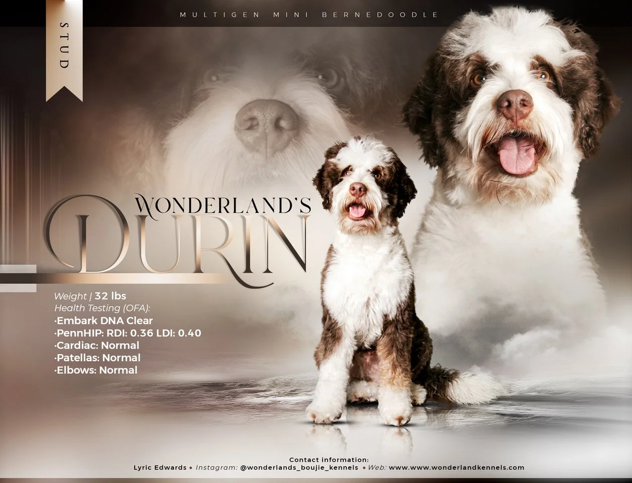 wonderlands bernedoodles