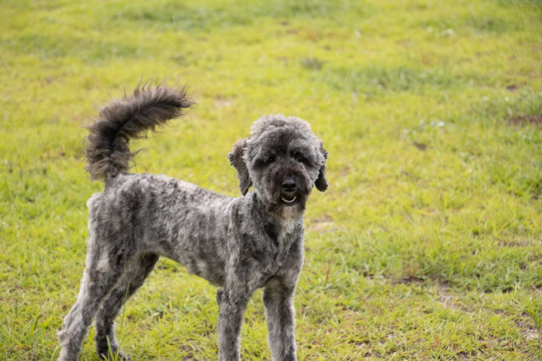 A gray, curly-haired dog with fluffy tail standing on green grass, looking at the camera.