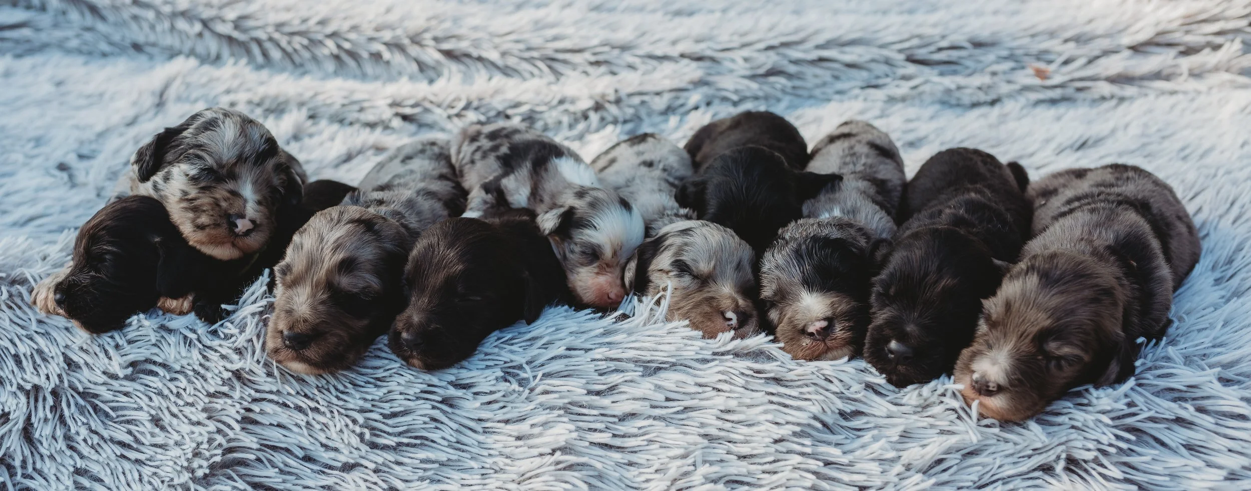 A line of adorable black, brown, white, and gray newborn puppies sleeping on a soft, fluffy white blanket.