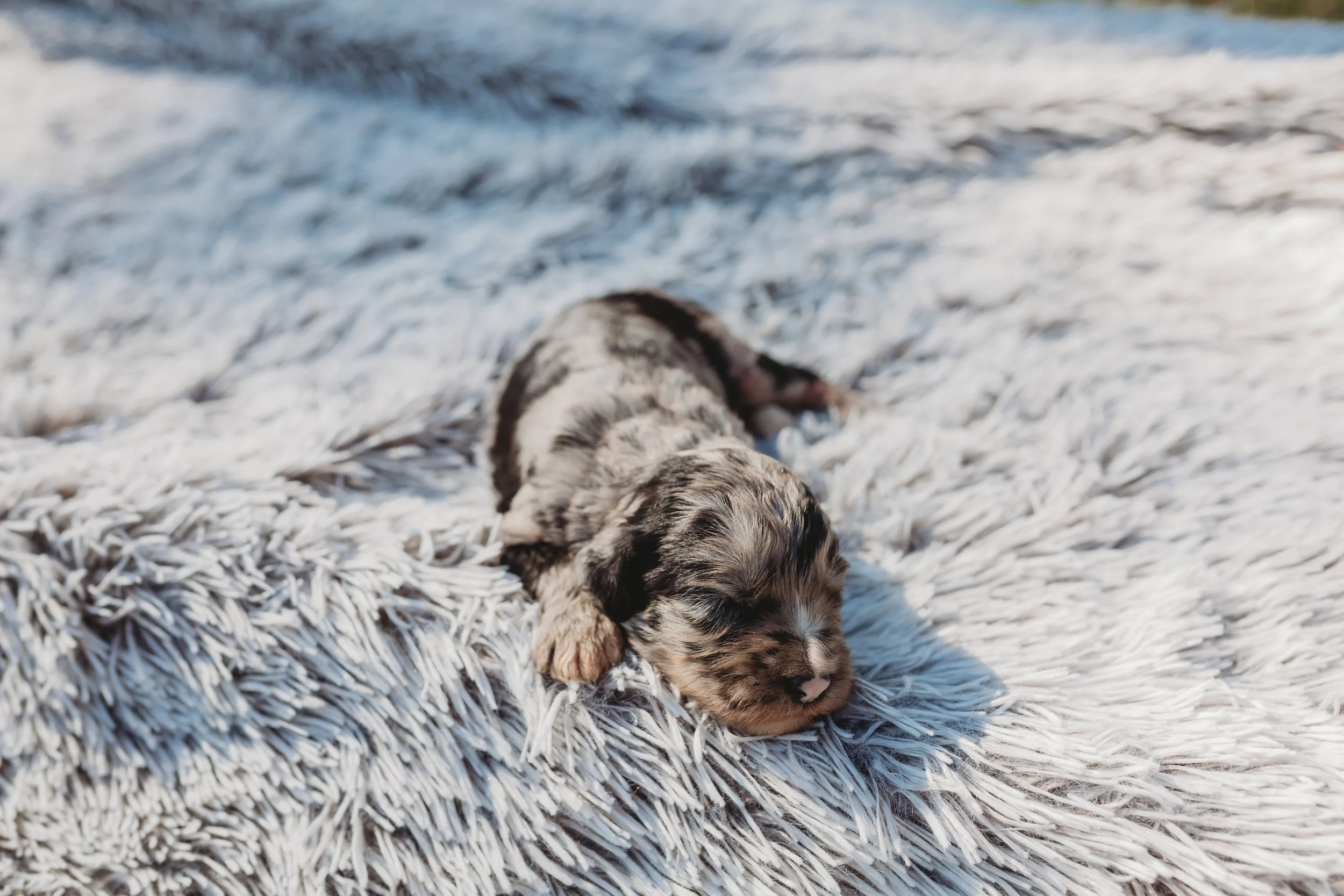 A tiny merle-colored puppy peacefully resting on a soft white fluffy rug outdoors.