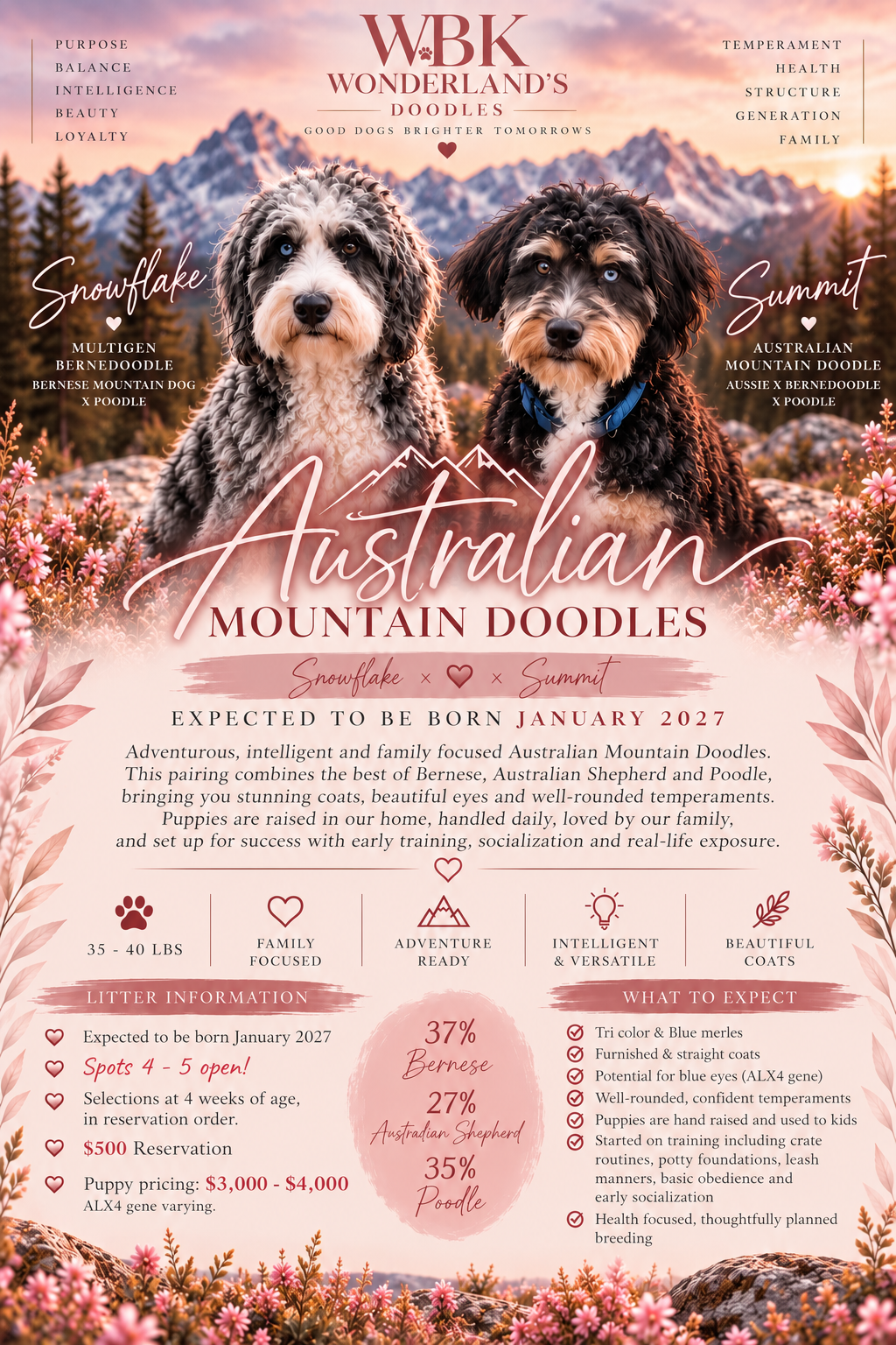 australian mountain doodle florida
