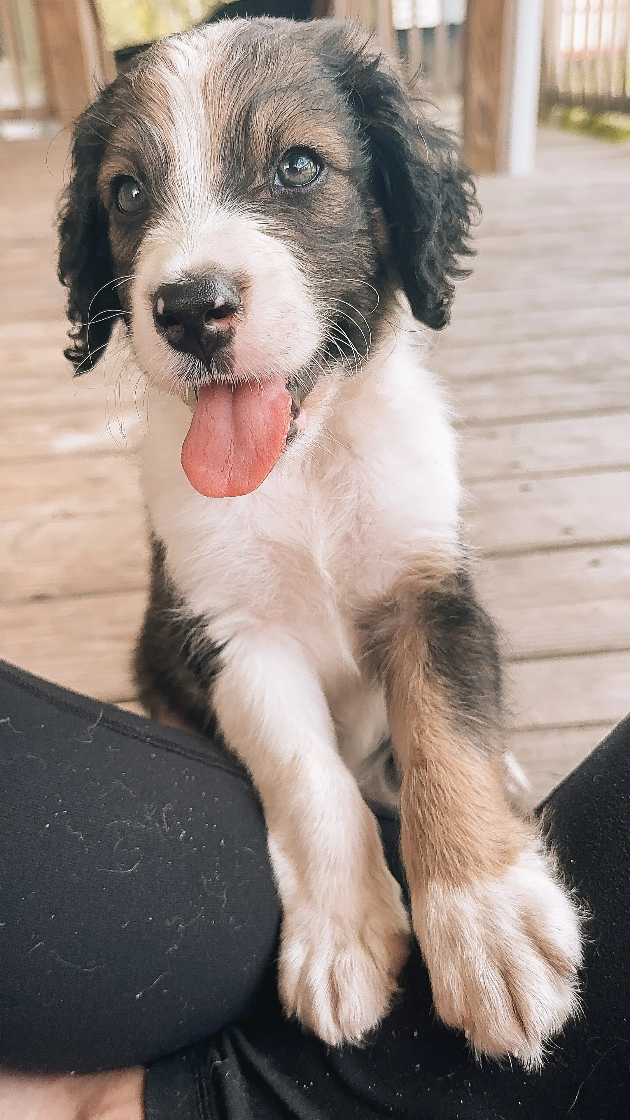 A cute puppies with black, white and brown fur and blue eyes. The puppy's tongue is sticking out and sitting on a person's lap.