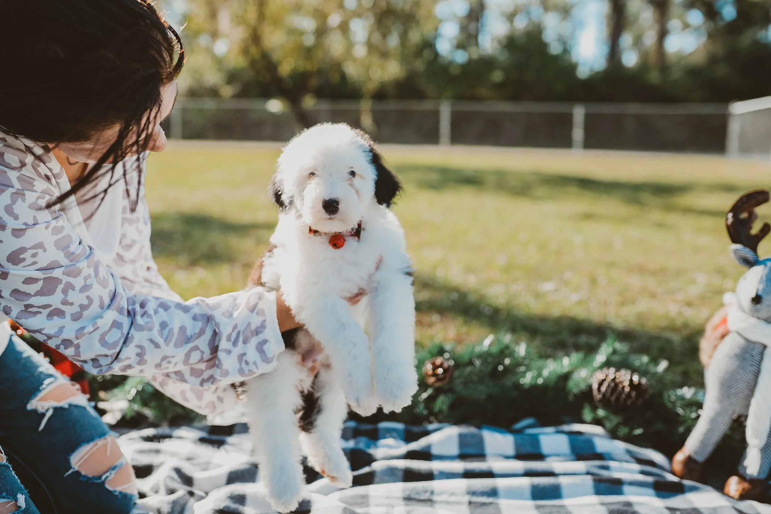 Woman holding a fluffy white puppy with black ears outdoors on a sunny day, with a plaid blanket and pinecones nearby.