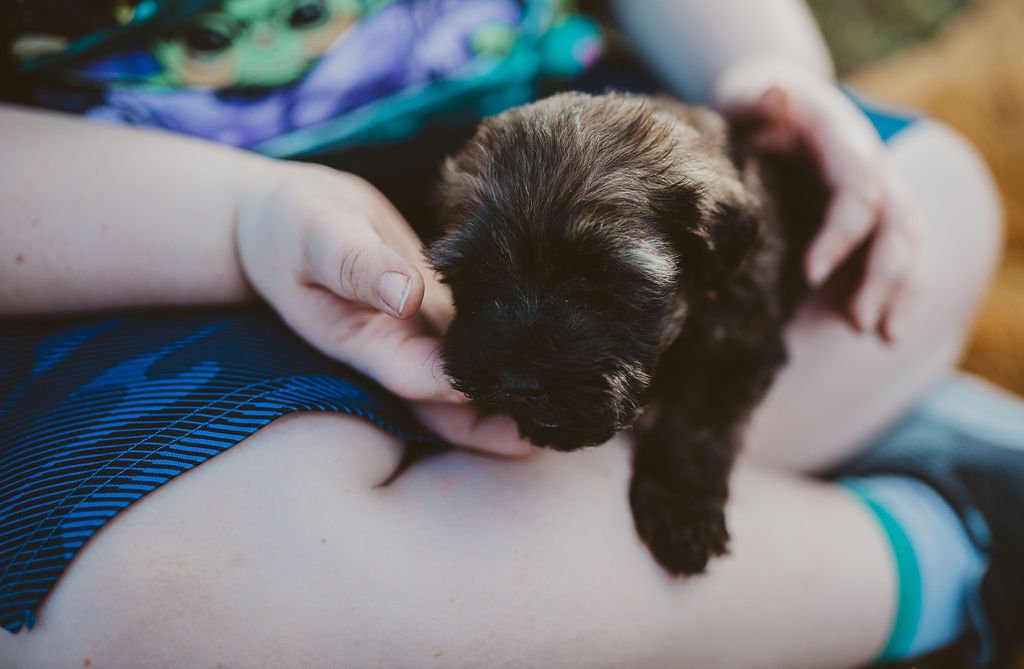A person holding a small, fluffy black puppy with tan markings, sitting on their lap.