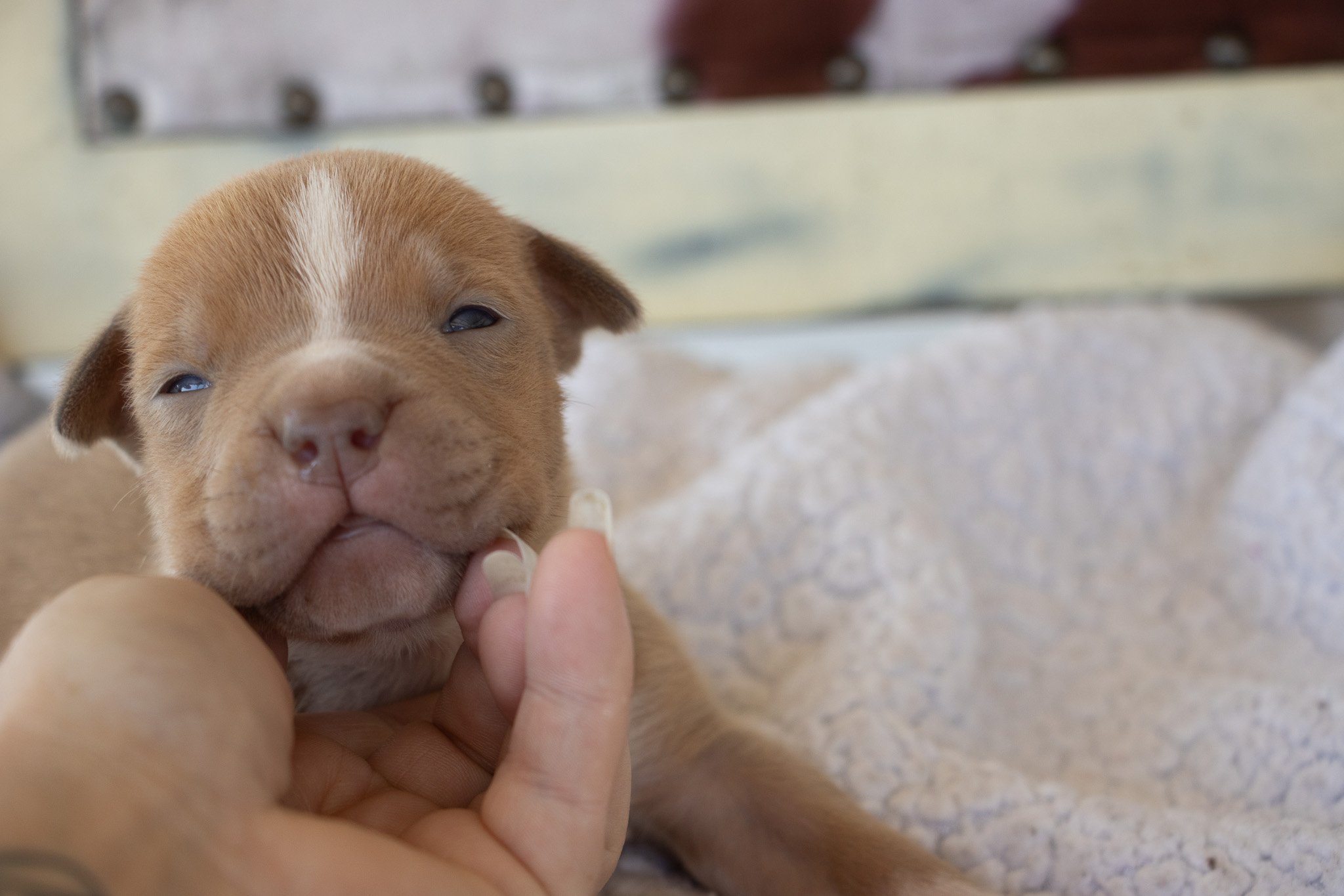 A close-up of a brown puppy with blue eyes, gently held by a person's hand, lying on a soft blanket.