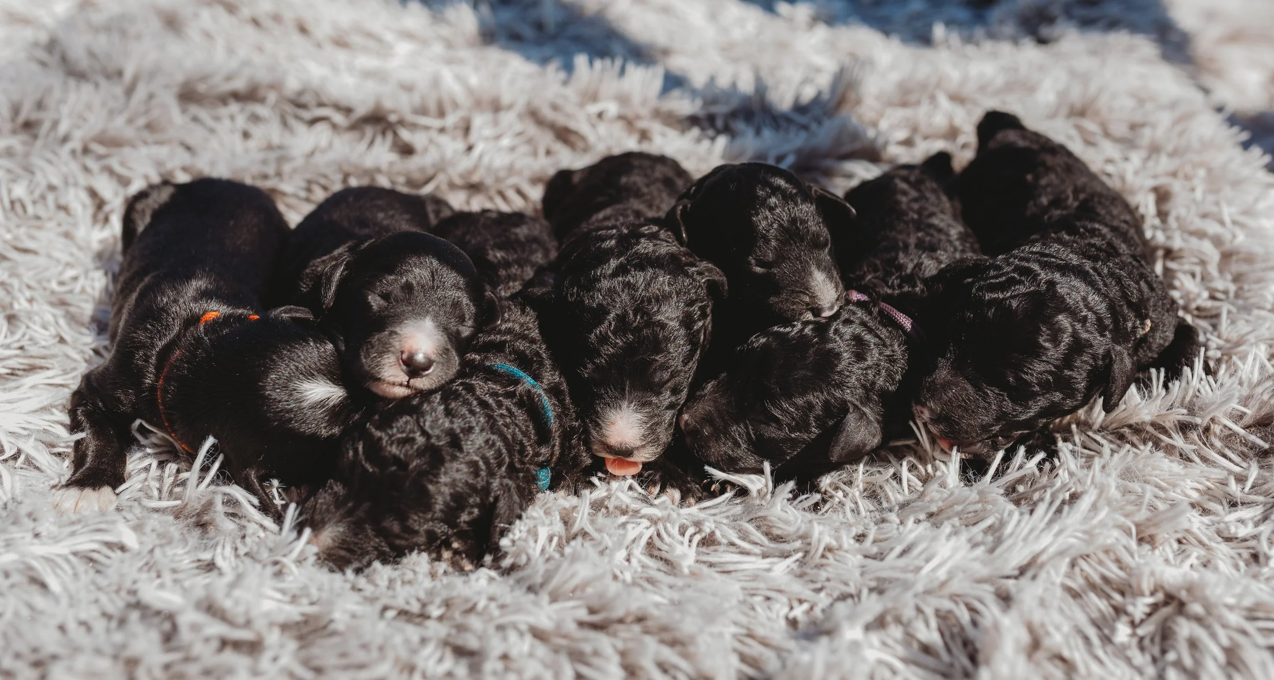 Six black puppies sleeping closely together on a fluffy white rug.