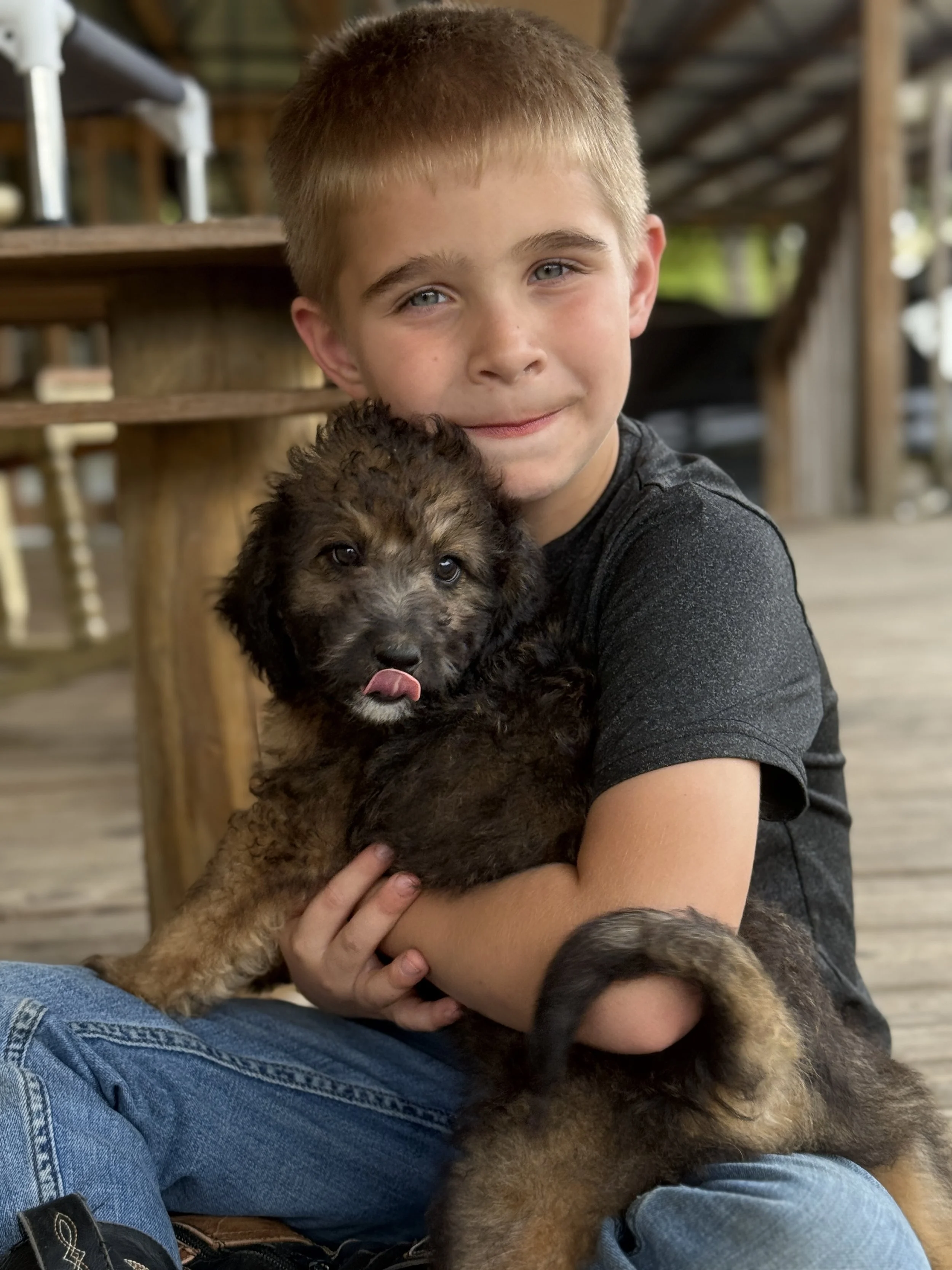 trained bernedoodle for sale